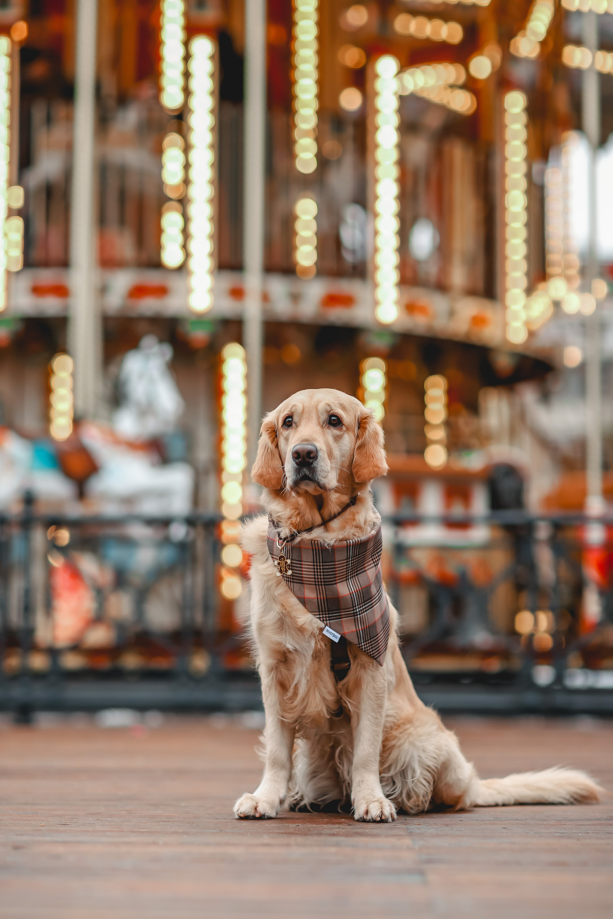Марина и Чили. Семейный фотограф анималист Мария Крючкова