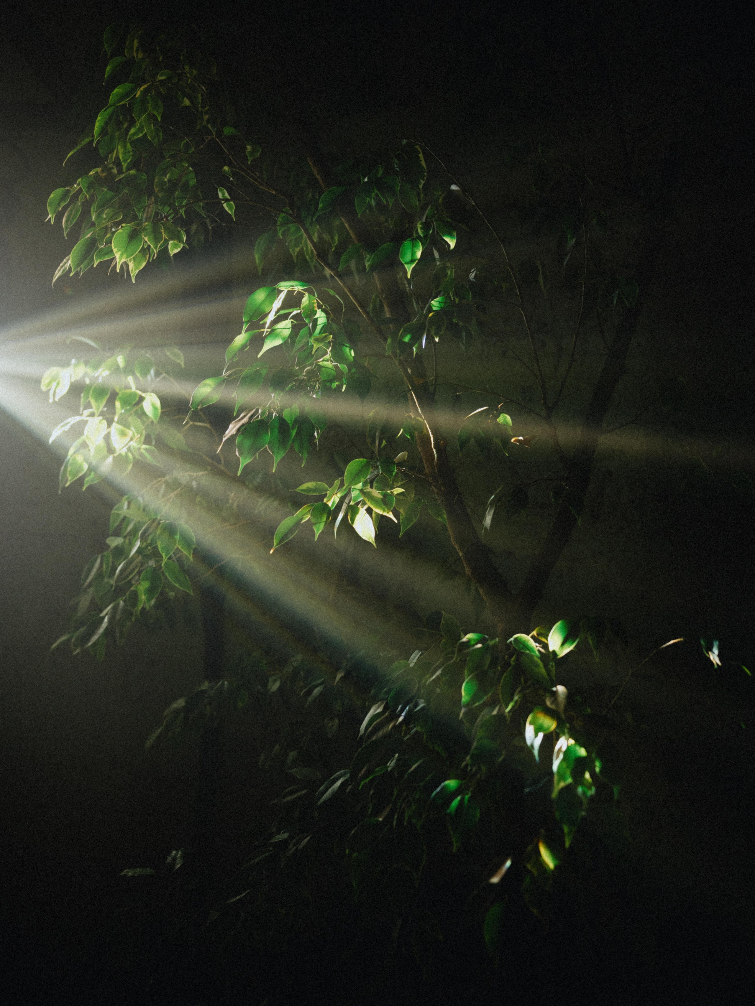 Follow the white rabbit. Вадим Зименков