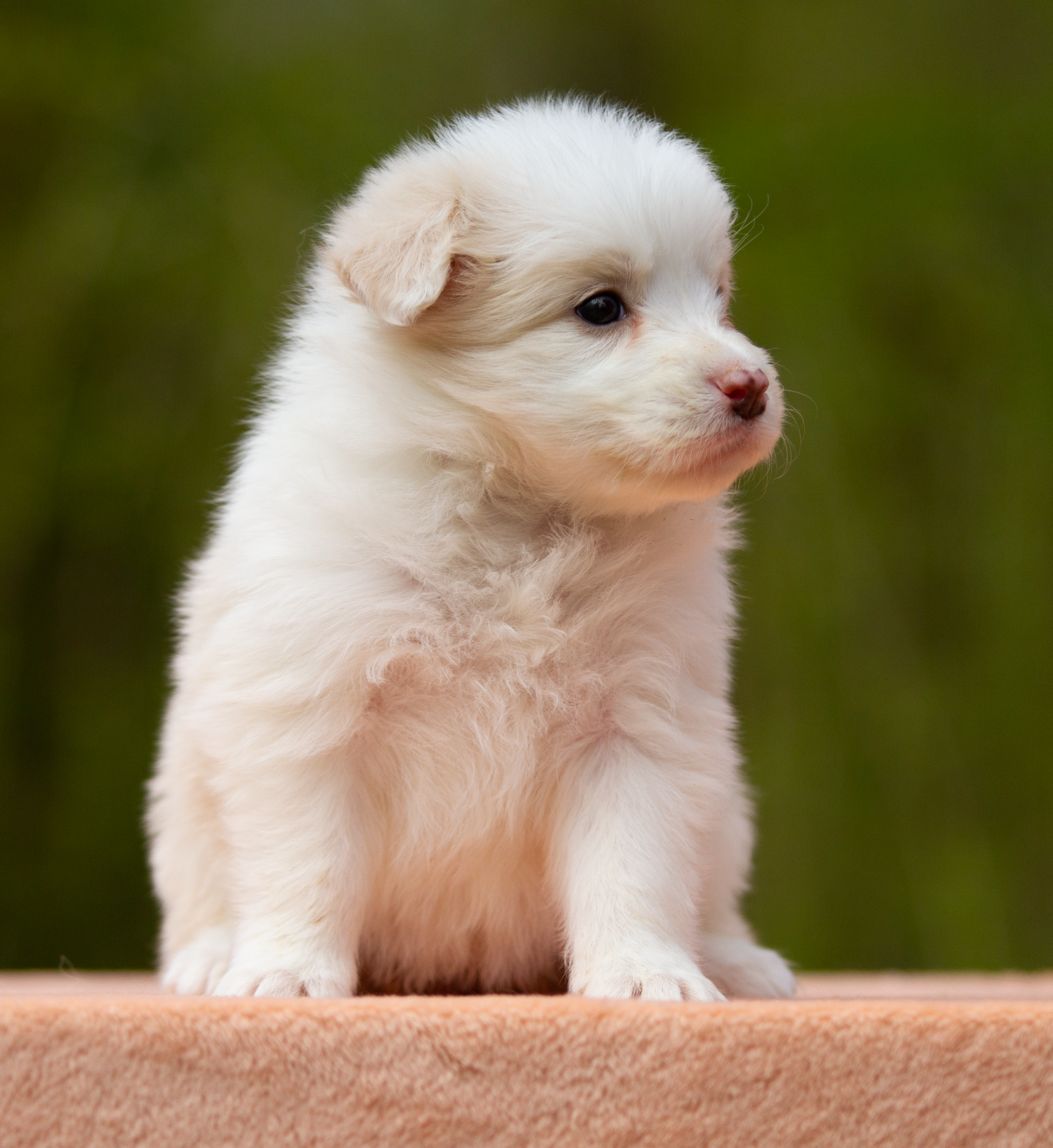 Щенки. Фотограф-анималист в Москве и МО Самойлова Марина