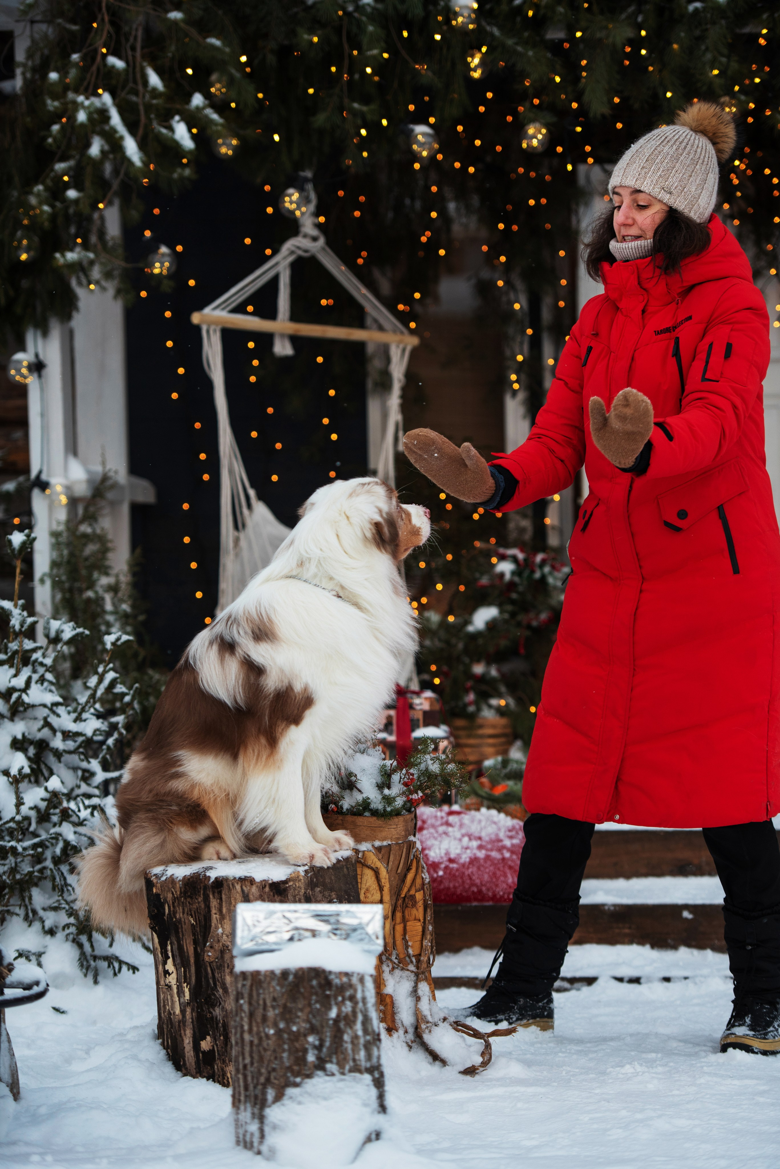 Аусси и его семья. Дог-фотограф в Тюмени Александра Королева
