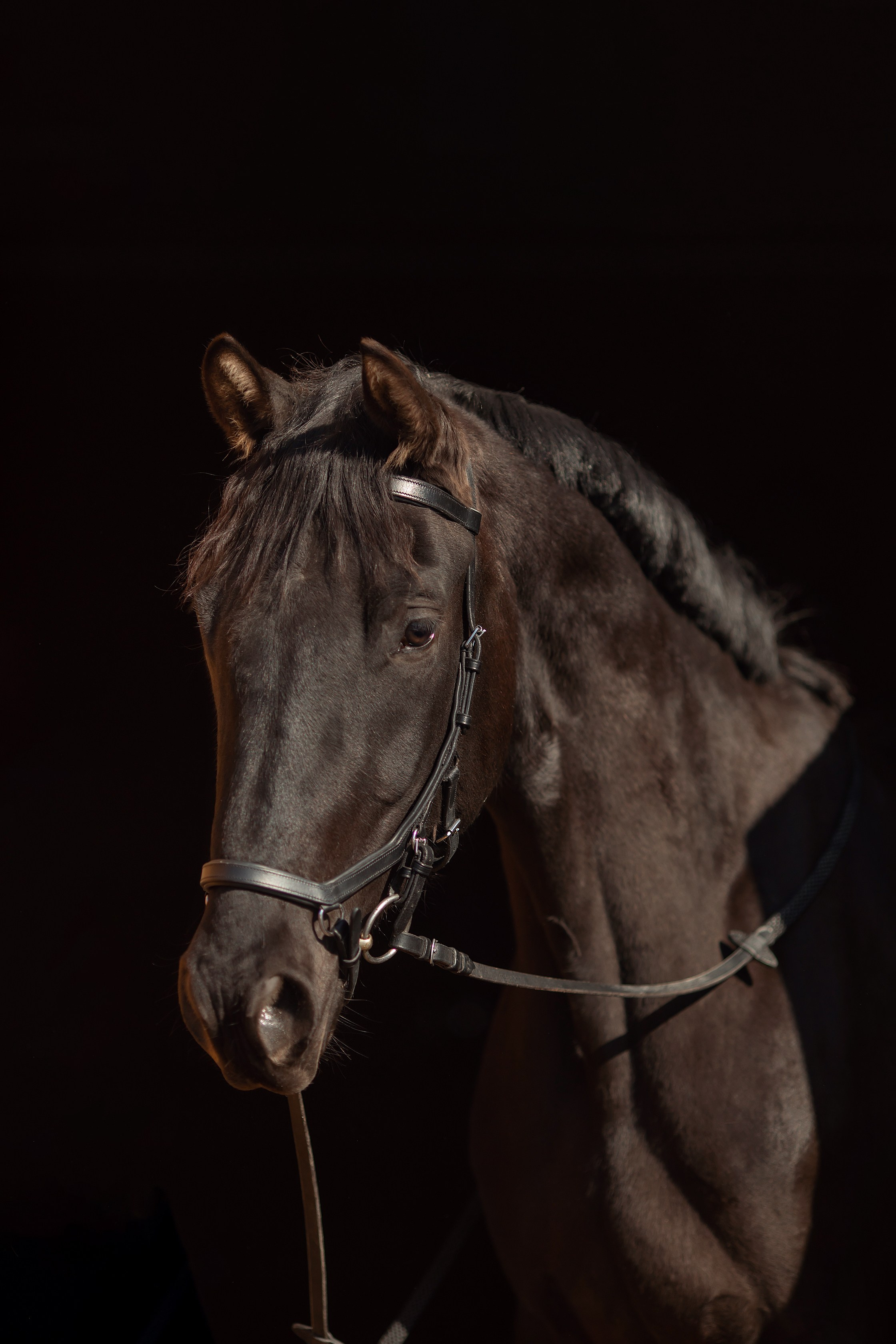 Лошади. Конный фотограф Валынкина Лера