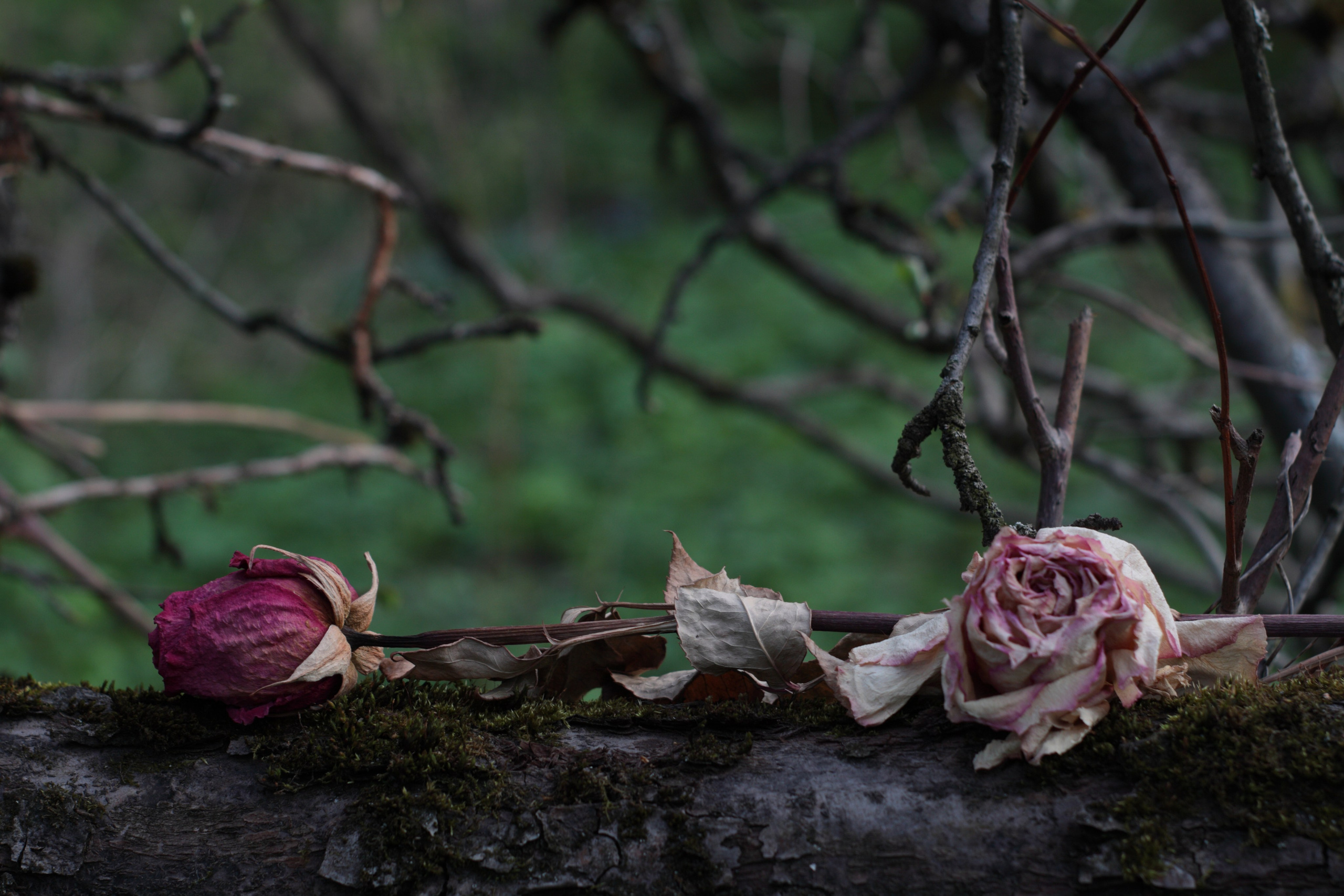 Старое природное, отбирала Katamount (Катерина Горохова). Главная