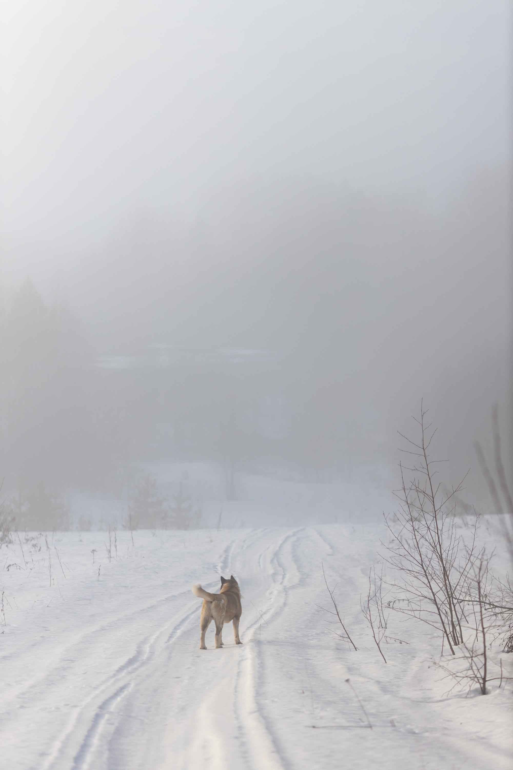 Природные пейзажи. Наталия Клевинскас портретный фотограф в Костроме
