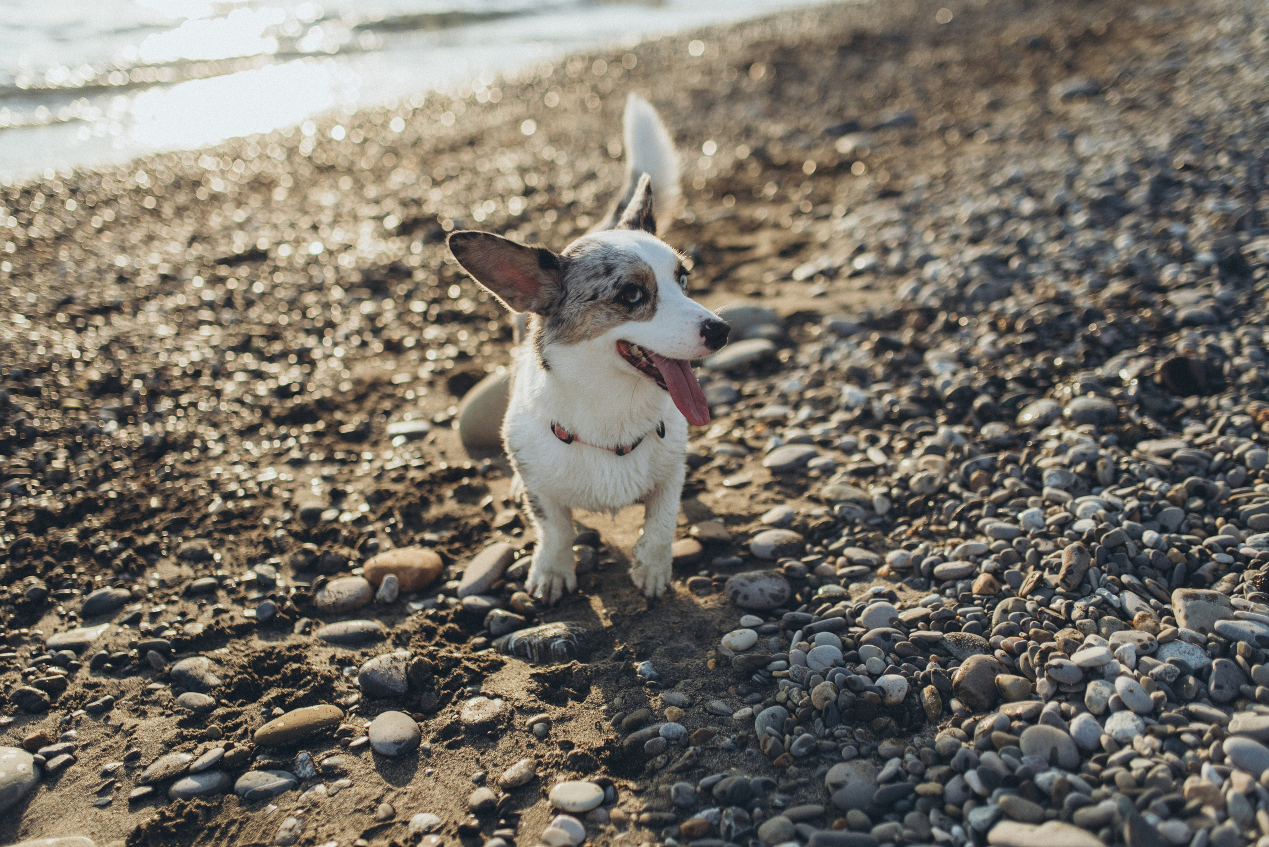 🐕 Катя и Дима 🐕. Фотограф в Сочи — Маргарита Поганова