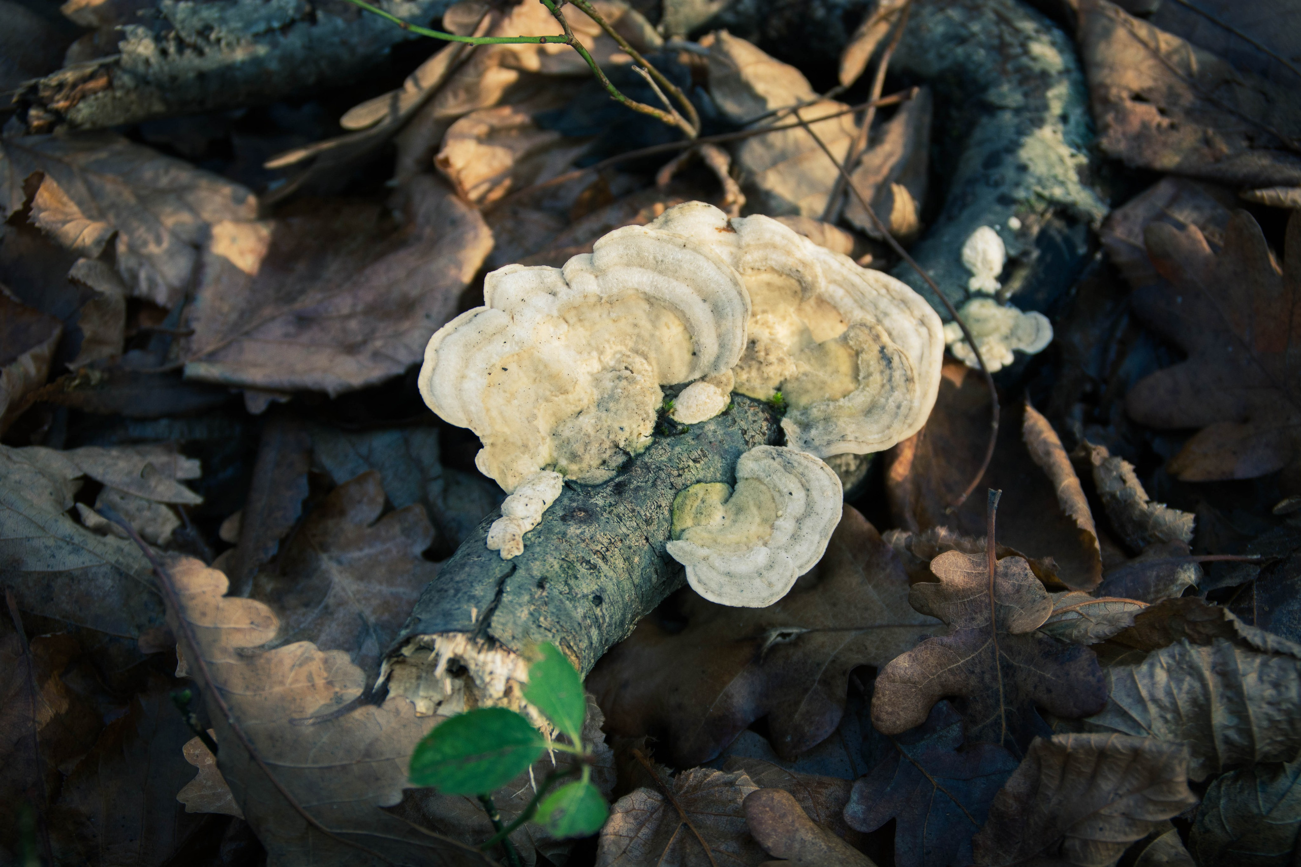 Природа в фотографии, взгляд на прекрасное через объектив фотоаппарата. Елена Волкова семейный фотограф в станице Гостагаевской города-курорта Анапа