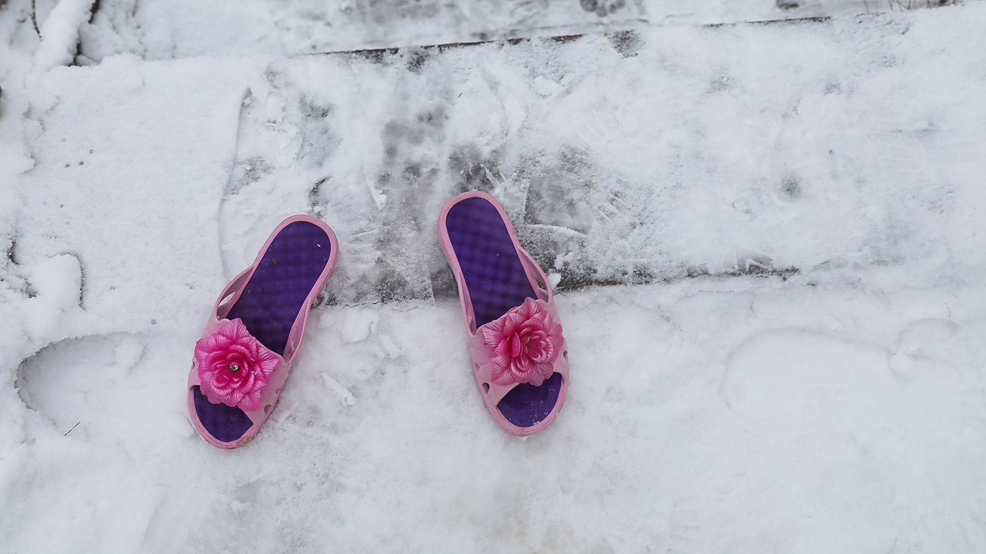 Моржи. Reporter