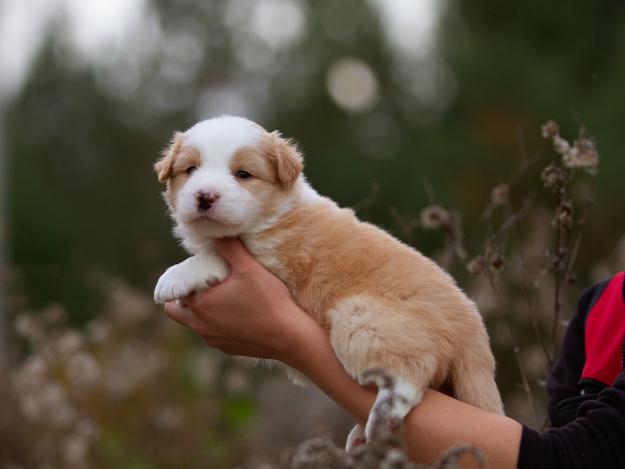 Щенки. Фотограф-анималист в Москве и МО Самойлова Марина