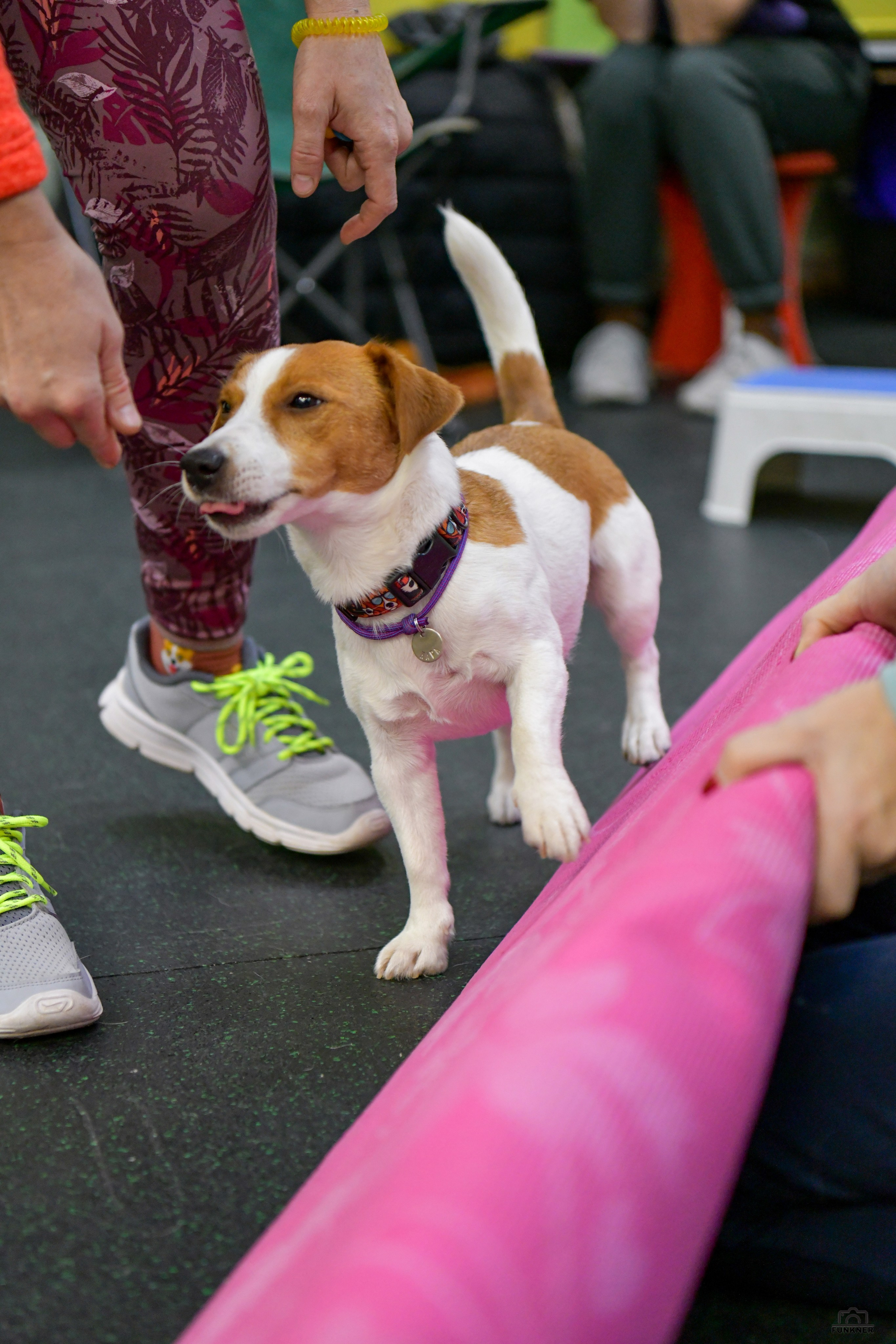 Кинологический клуб «Бодрый хвост». Свой взгляд через объектив