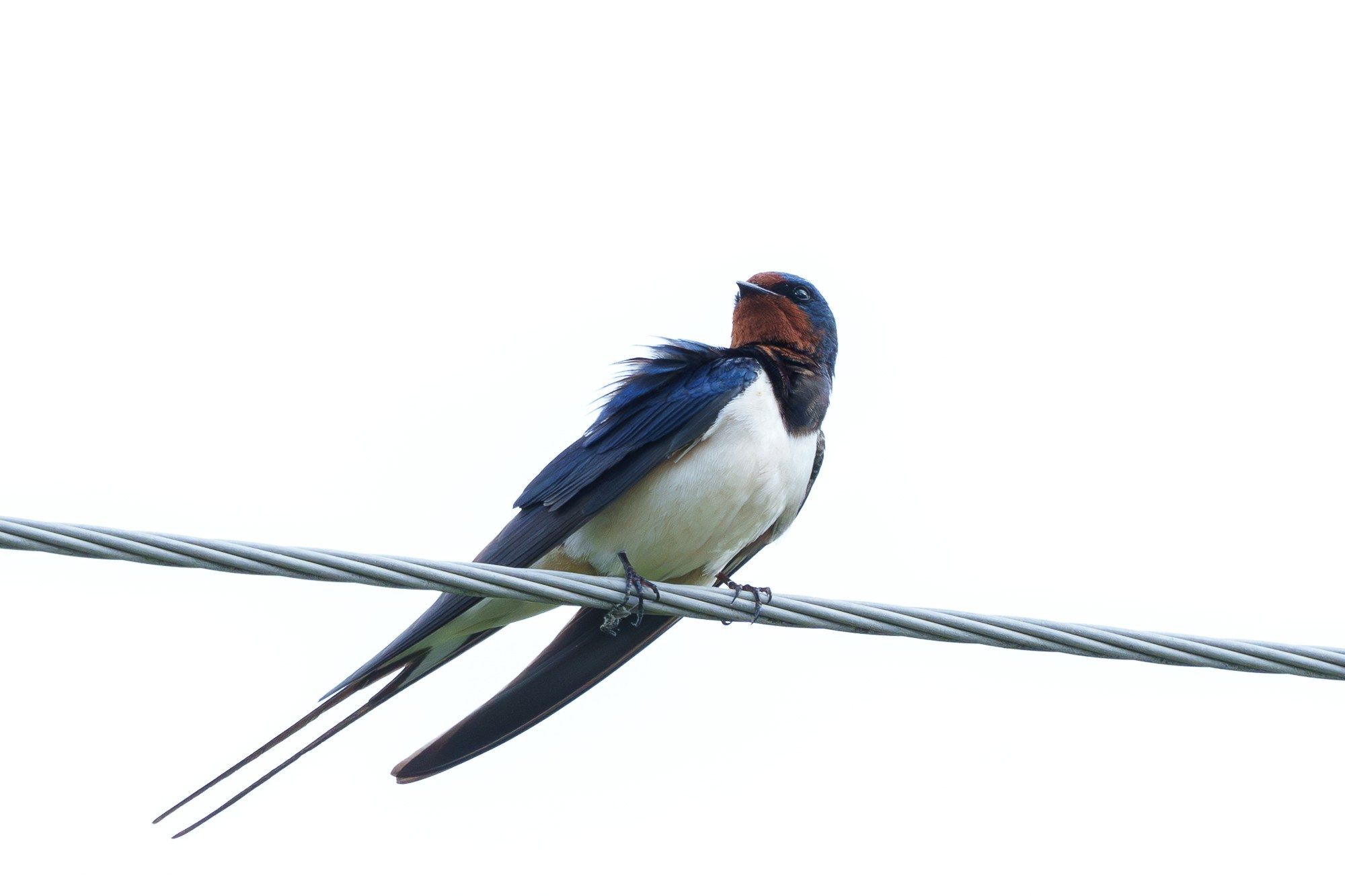 Удивительные мир птиц. Вокруг нас столько прекрасного — присмотритесь!. Ваш личный фотограф Марина Волкова