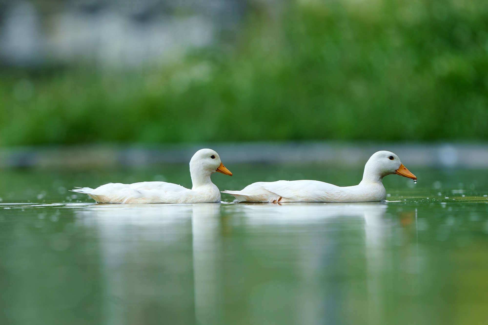Удивительные мир птиц. Вокруг нас столько прекрасного — присмотритесь!. Ваш личный фотограф Марина Волкова