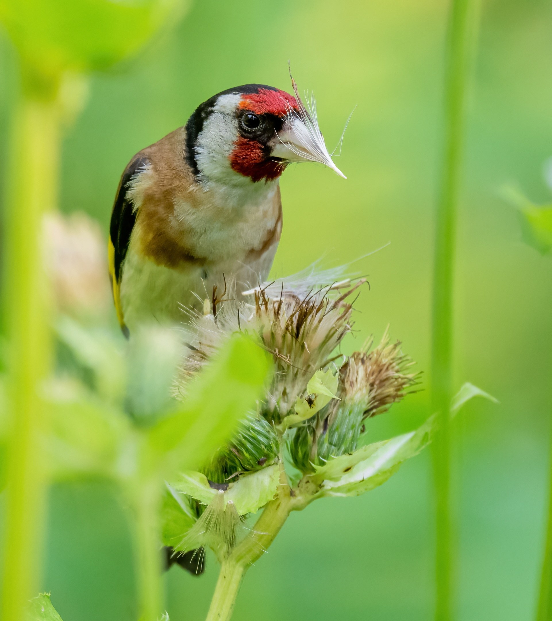 Анималистика. Константин Дем | Фотограф