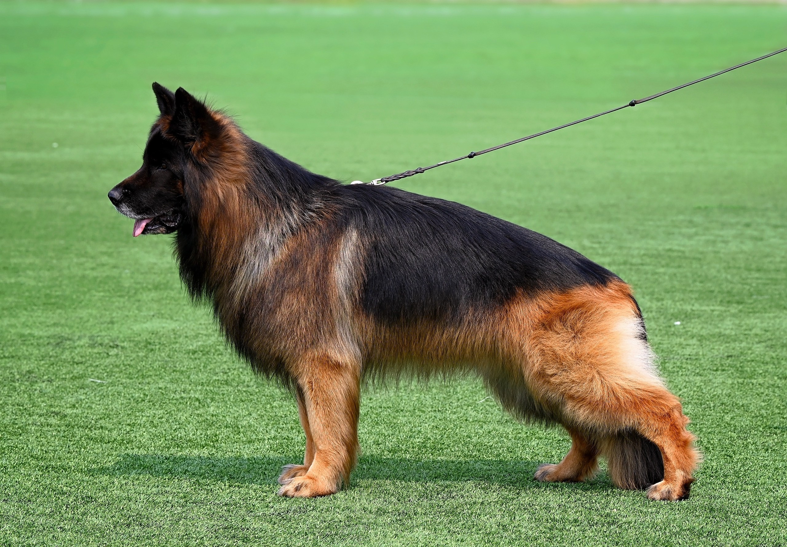 Animal. Главная