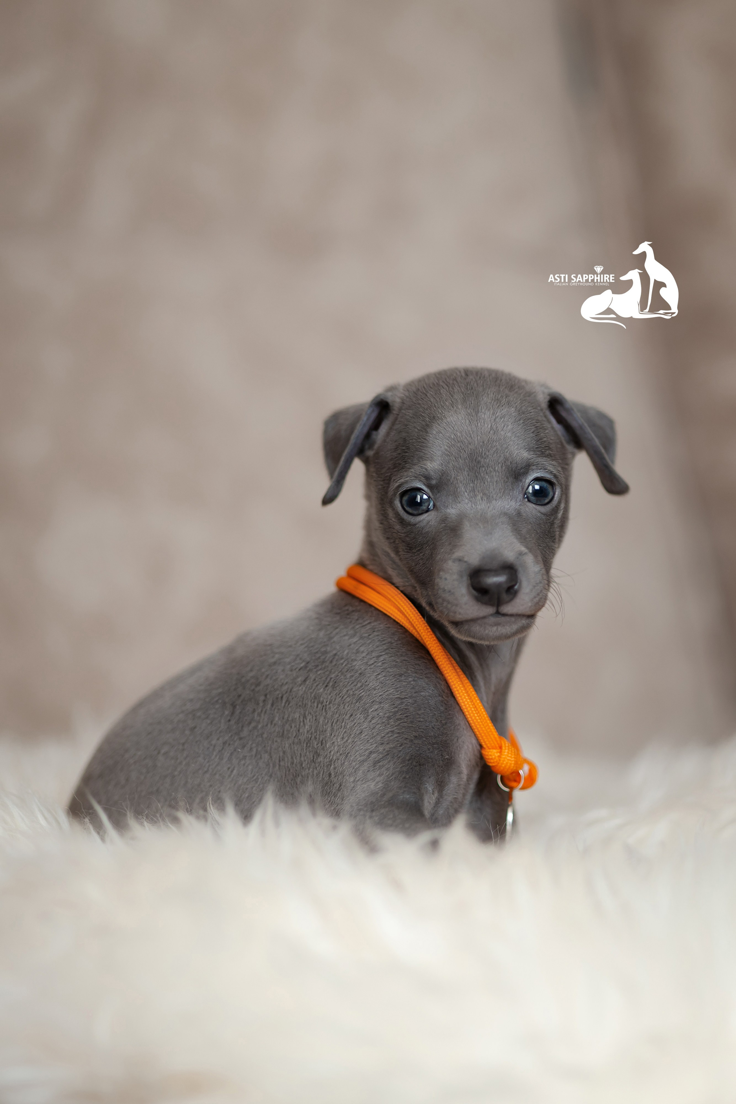 Весенние крошки. Professional Italian Greyhound Kennel RKF/FCI ASTI SAPPHIRE 💎 Sochi|St. Petersburg