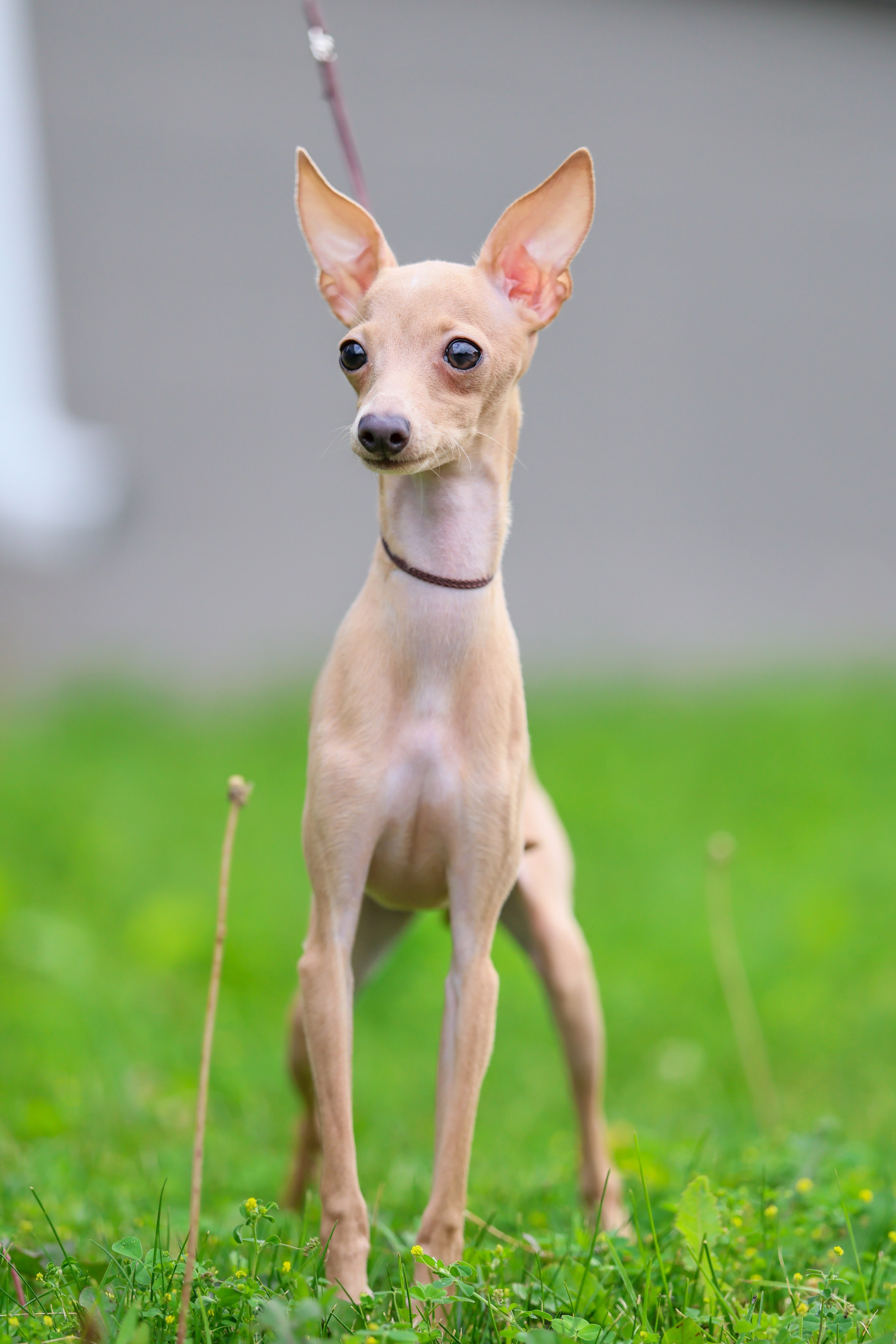 Кремовая Лекси. Professional Italian Greyhound Kennel RKF/FCI ASTI SAPPHIRE 💎 Sochi|St. Petersburg