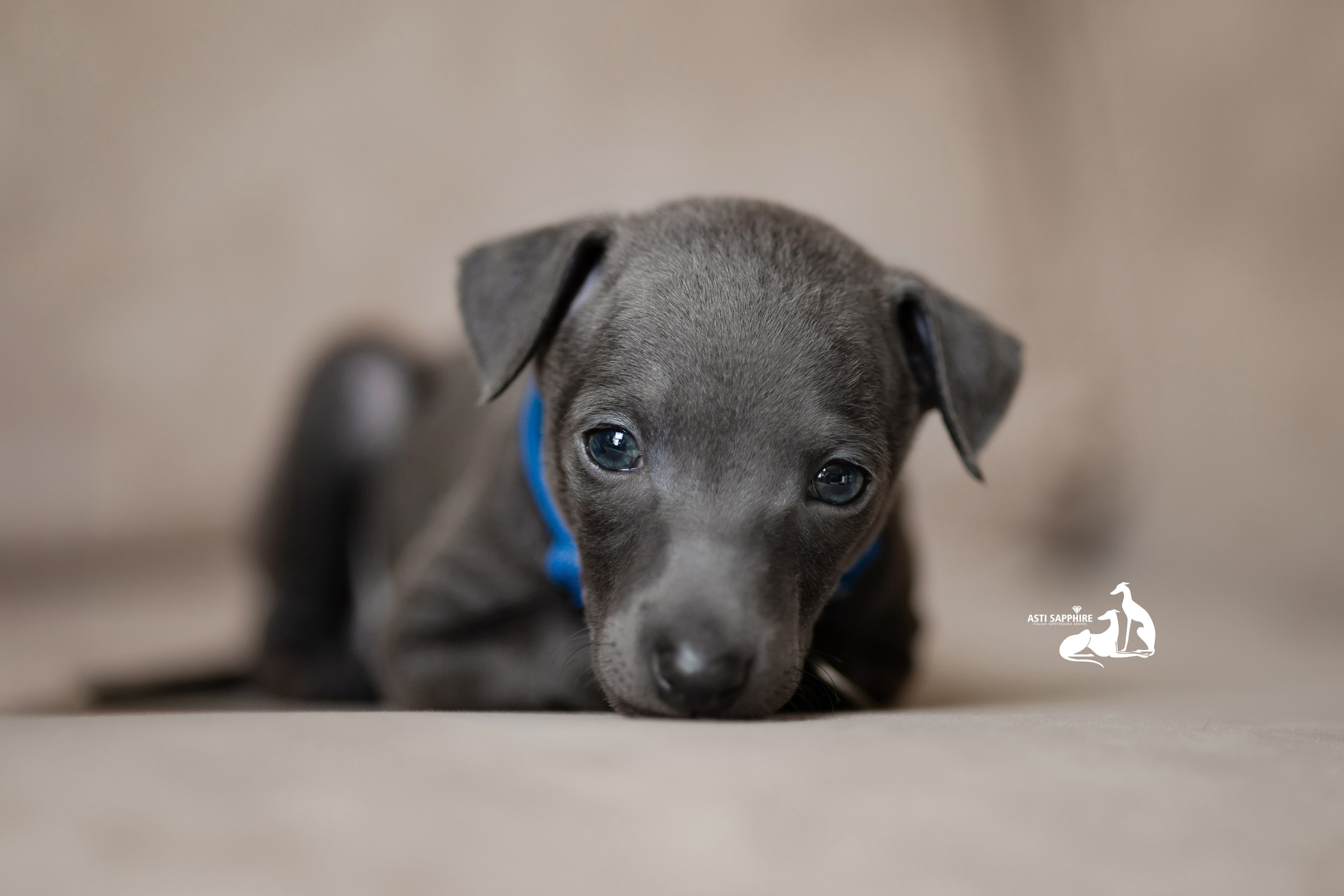 Весенние крошки. Professional Italian Greyhound Kennel RKF/FCI ASTI SAPPHIRE 💎 Sochi|St. Petersburg