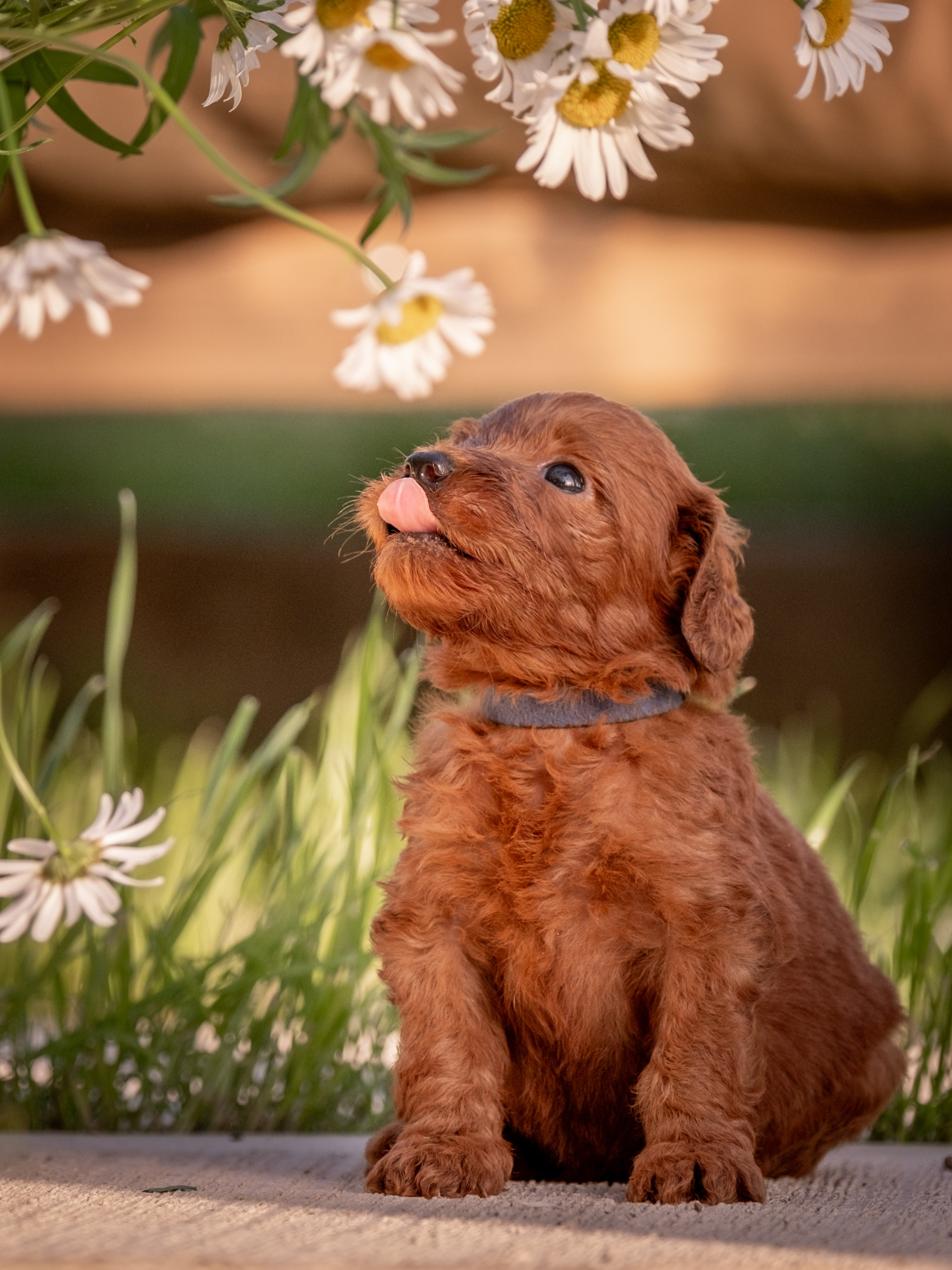 Неповторимые лабрадудли для Елены). Зоофотограф, фотограф животных в Москве и области Дина Дамоцева