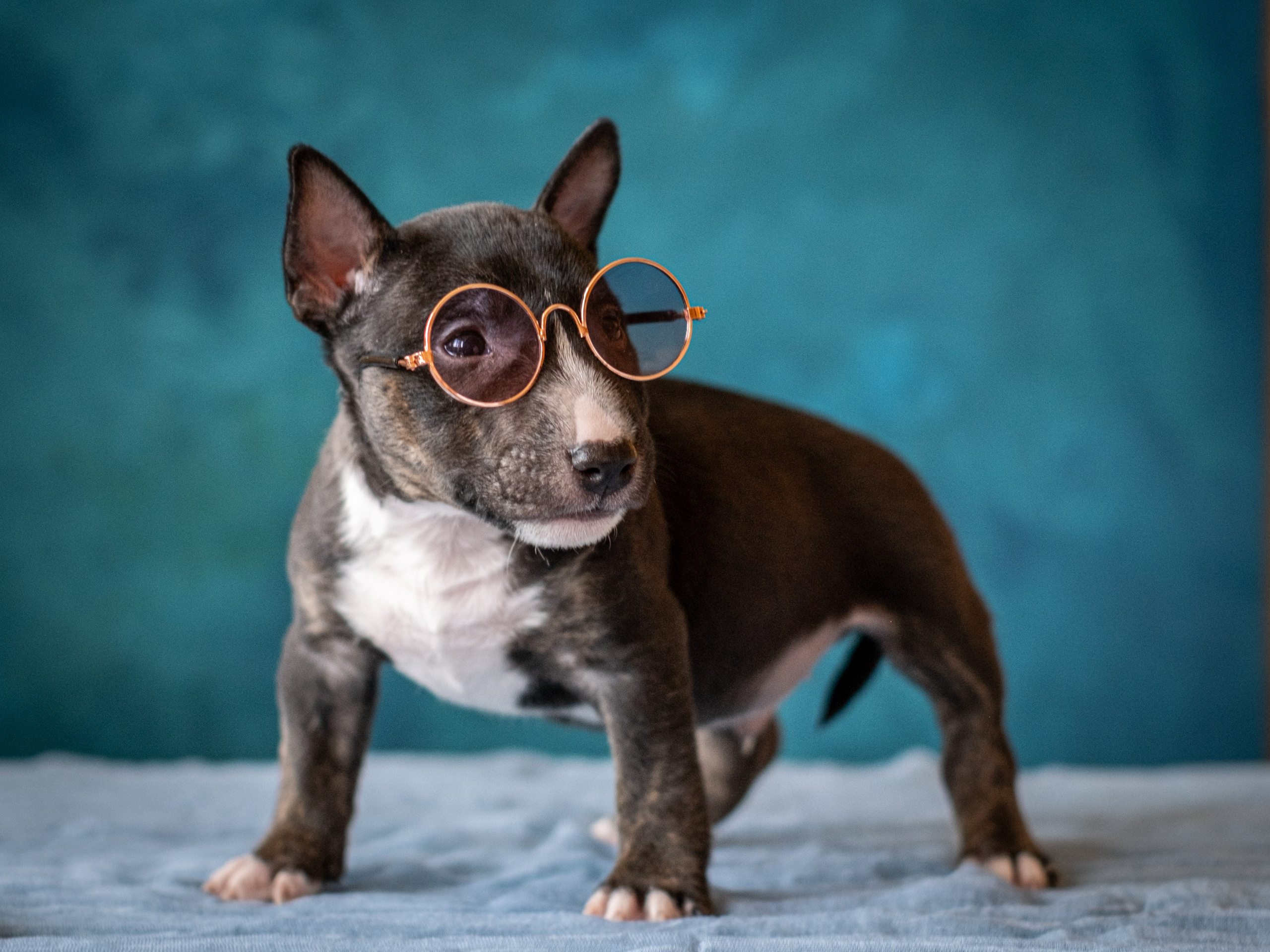 Сладкие булочки (МБТ — миниатюрный бультерьер) для Ильи). Зоофотограф, фотограф животных в Москве и области Дина Дамоцева
