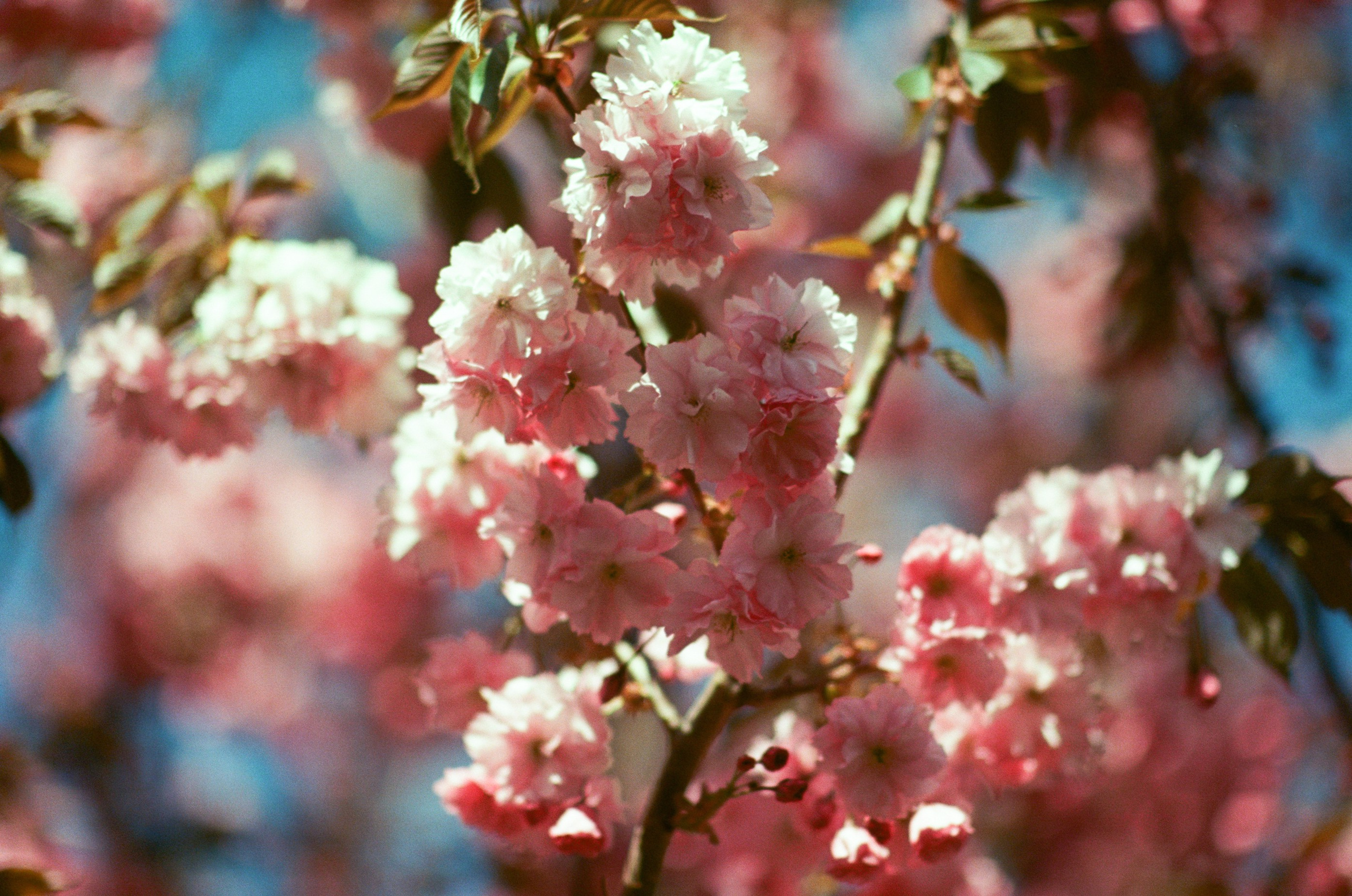 Sakura blues // ukraine, crimea IV. EVER EXPOSED
