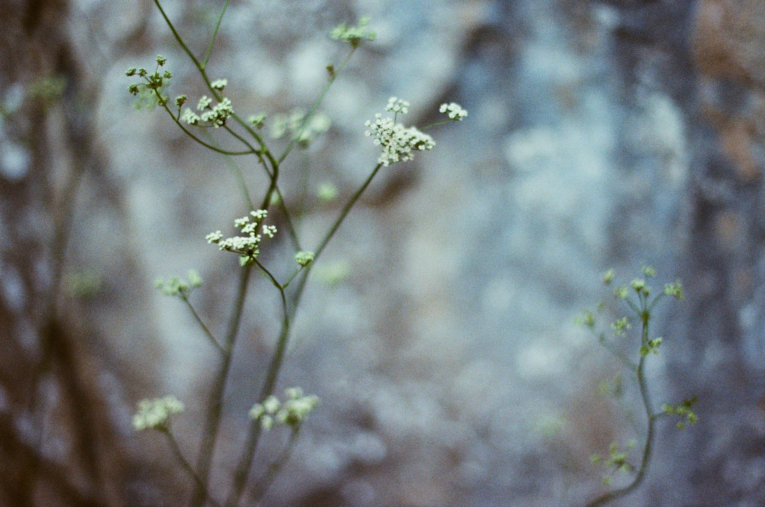 Silver strings // ukraine, crimea III. EVER EXPOSED