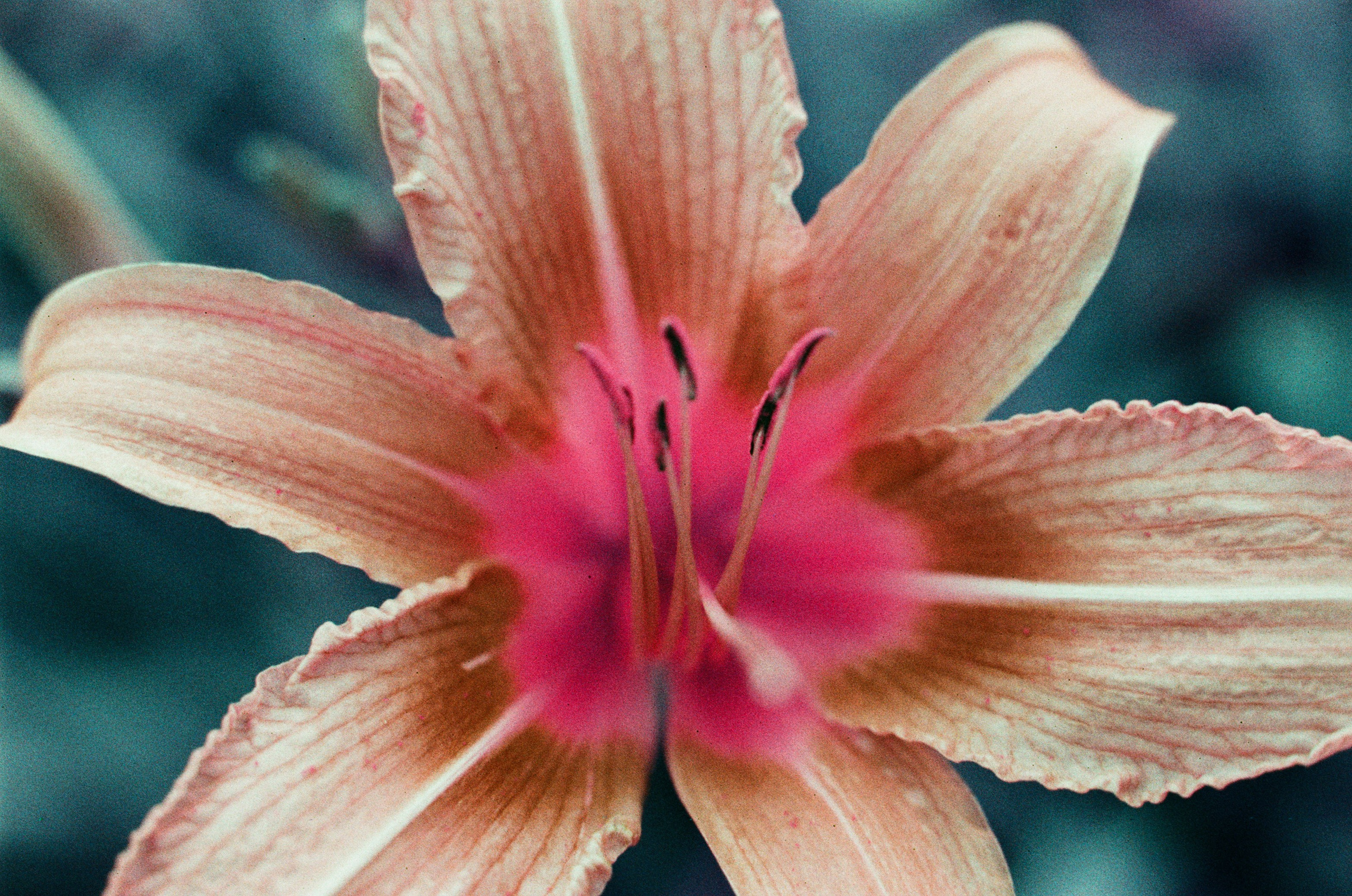 Point of no reply // ukraine, crimea VIII. EVER EXPOSED