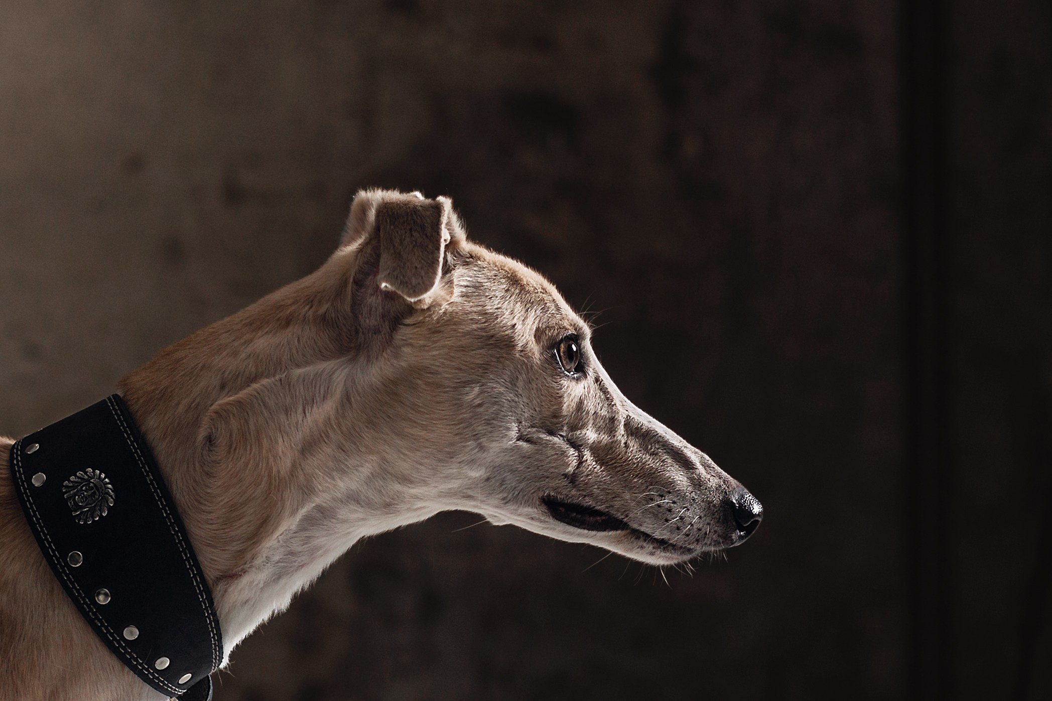 Студийная съемка 2 собак 2024. Фотограф-анималист Татьяна Степанова