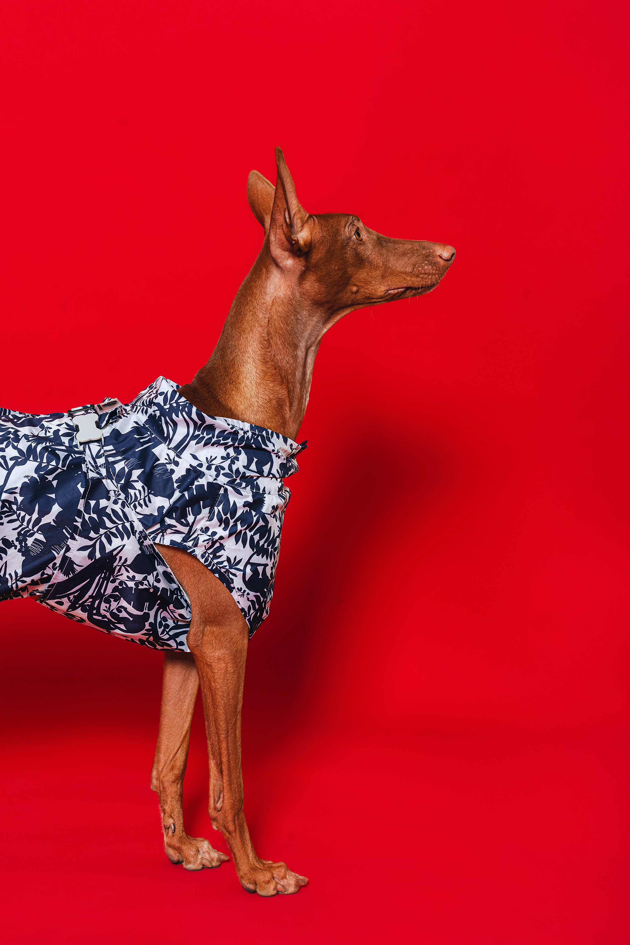 Съемка для бренда TEDDYBOY. Фотограф-анималист Татьяна Степанова