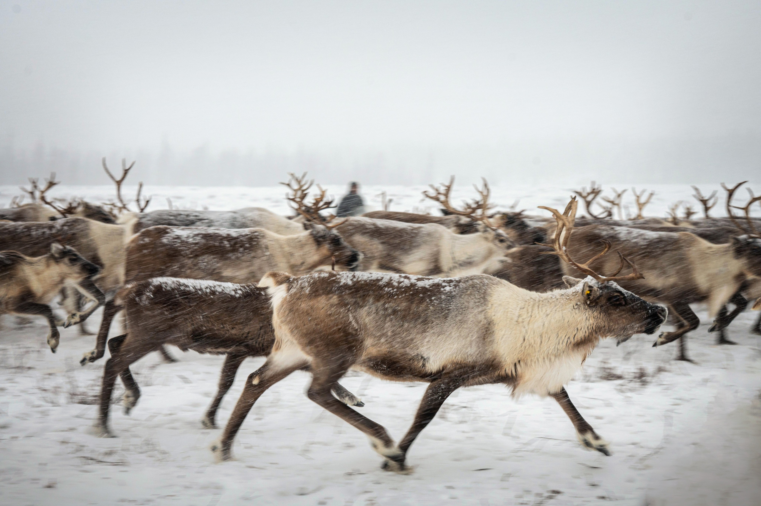 Ямал. Детский и семейный фотограф