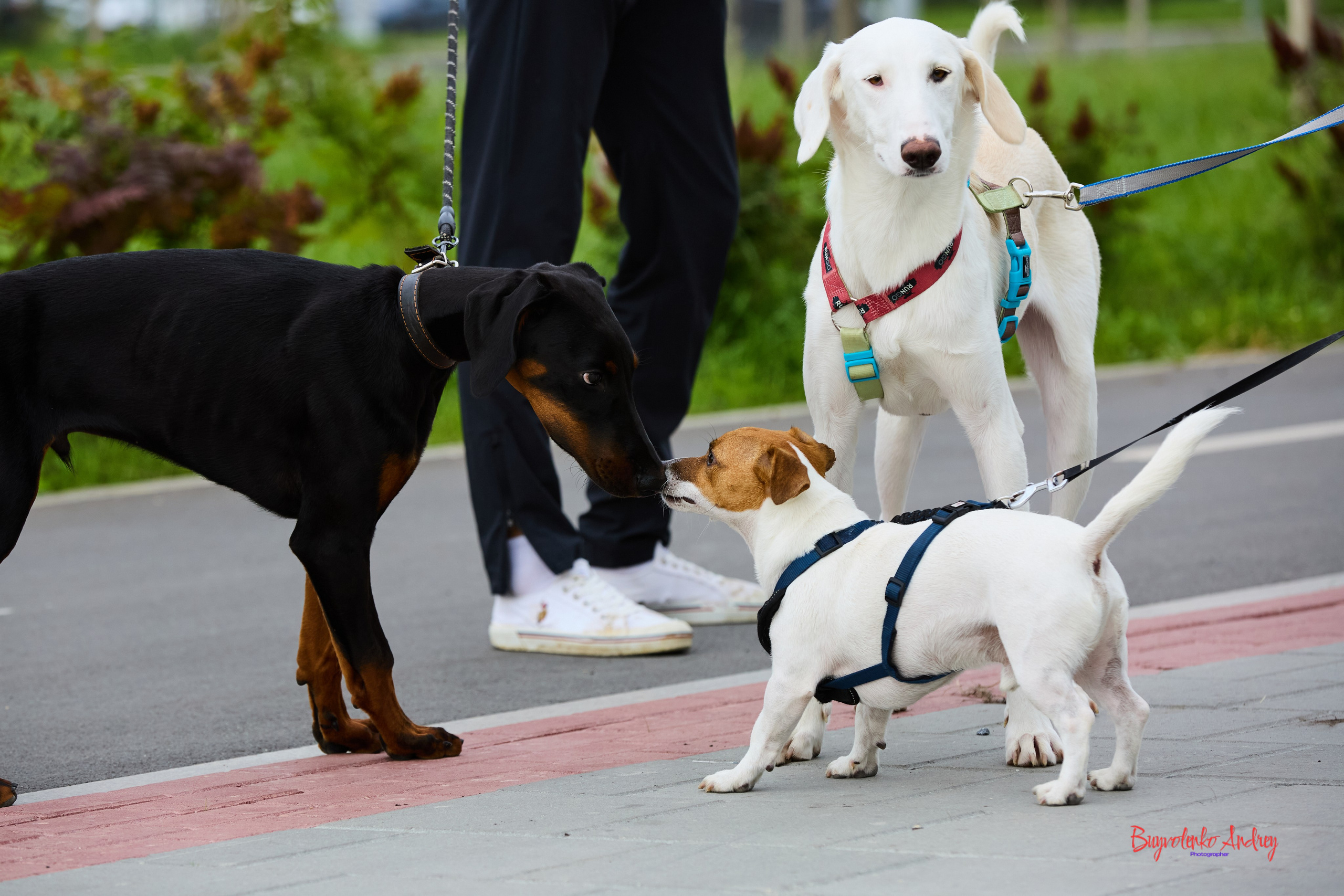 Проект фотопрогулка с хвостиком. Buyvolenko Andrey