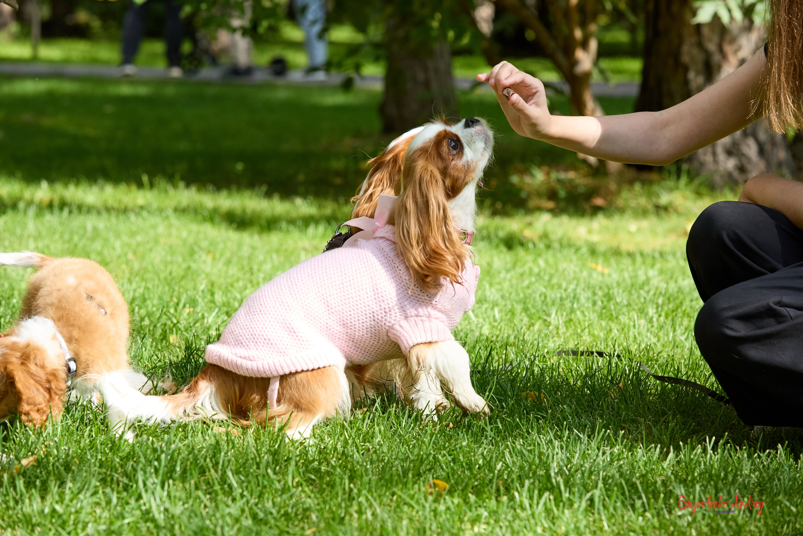 Фотопрогулка с кавалерами. Buyvolenko Andrey