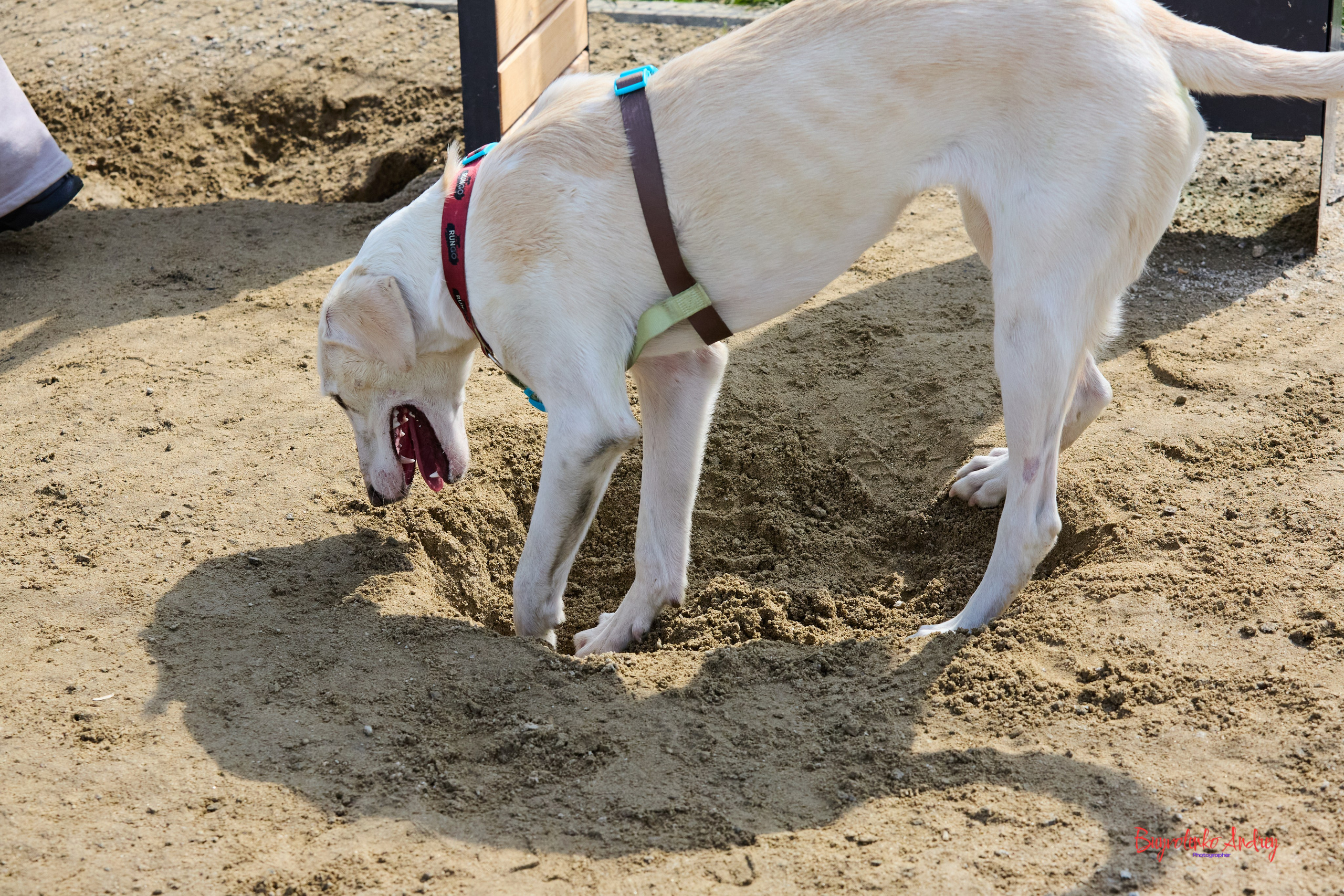 Проект фотопрогулка с хвостиком. Buyvolenko Andrey