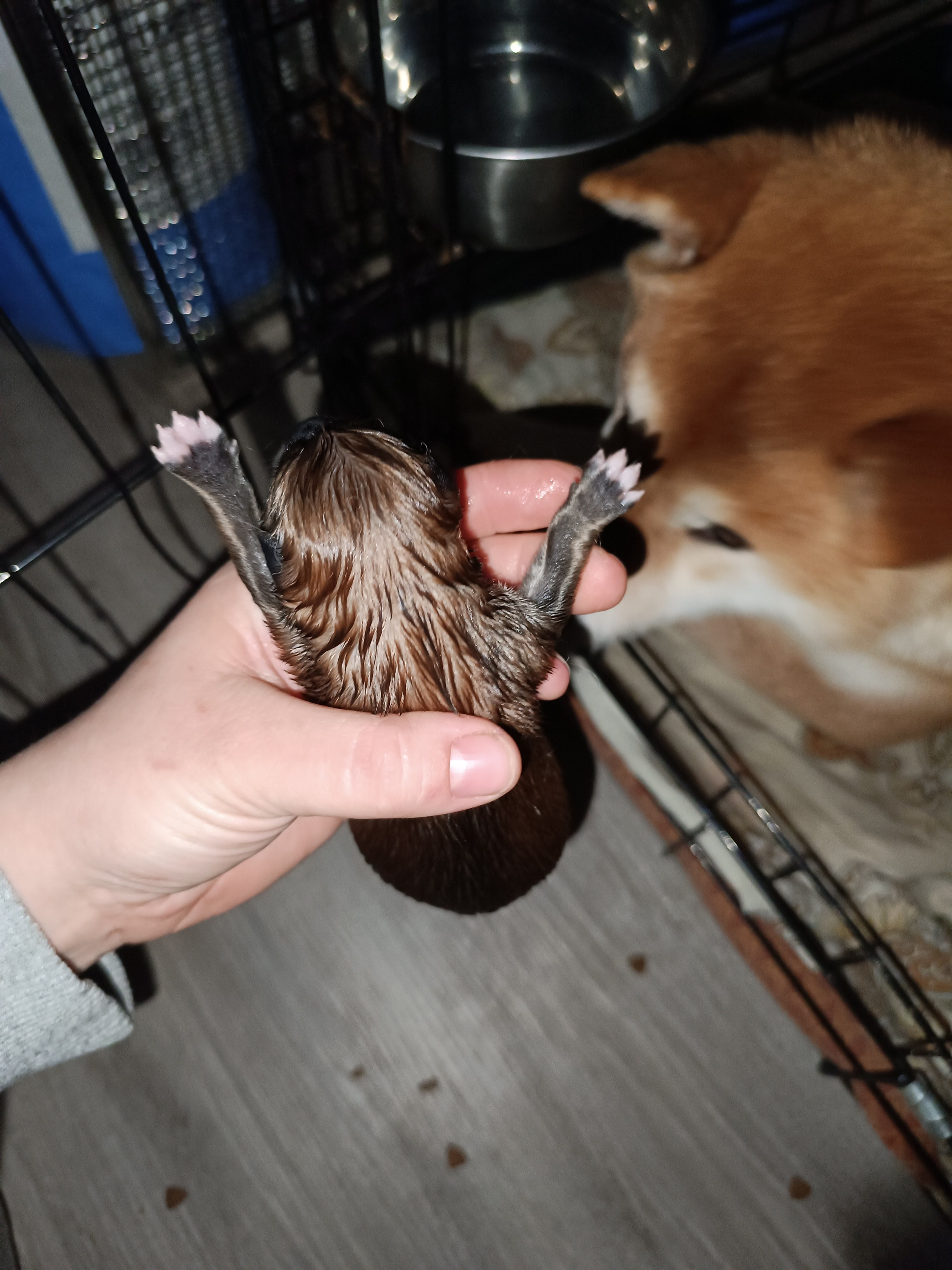 сиба питомник Рубилайт щенки на продажу rubylight  сиба щенки купить СПб Санкт-Петербург