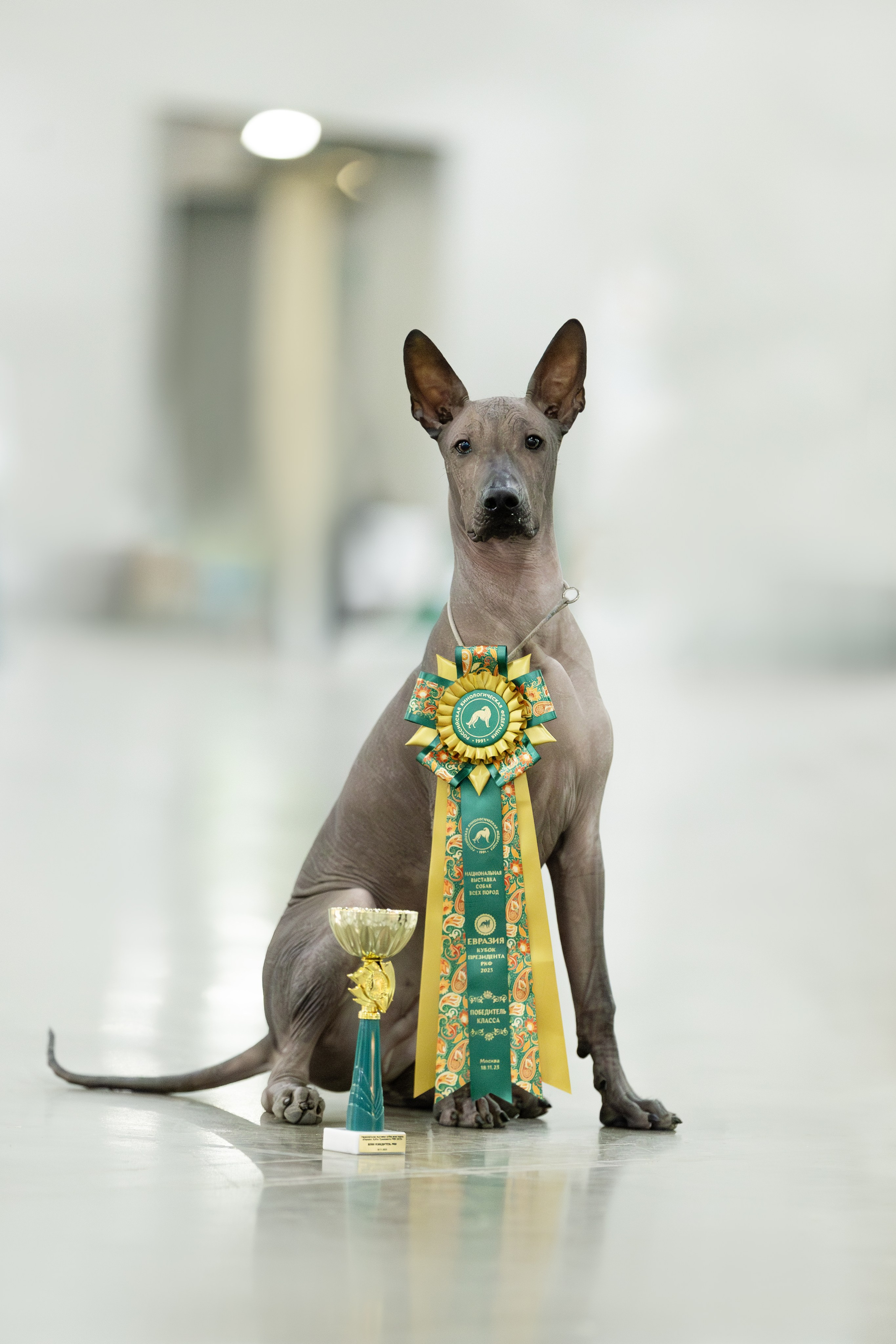 Выставки. Фотограф анималист в Москве Майорова Евгения