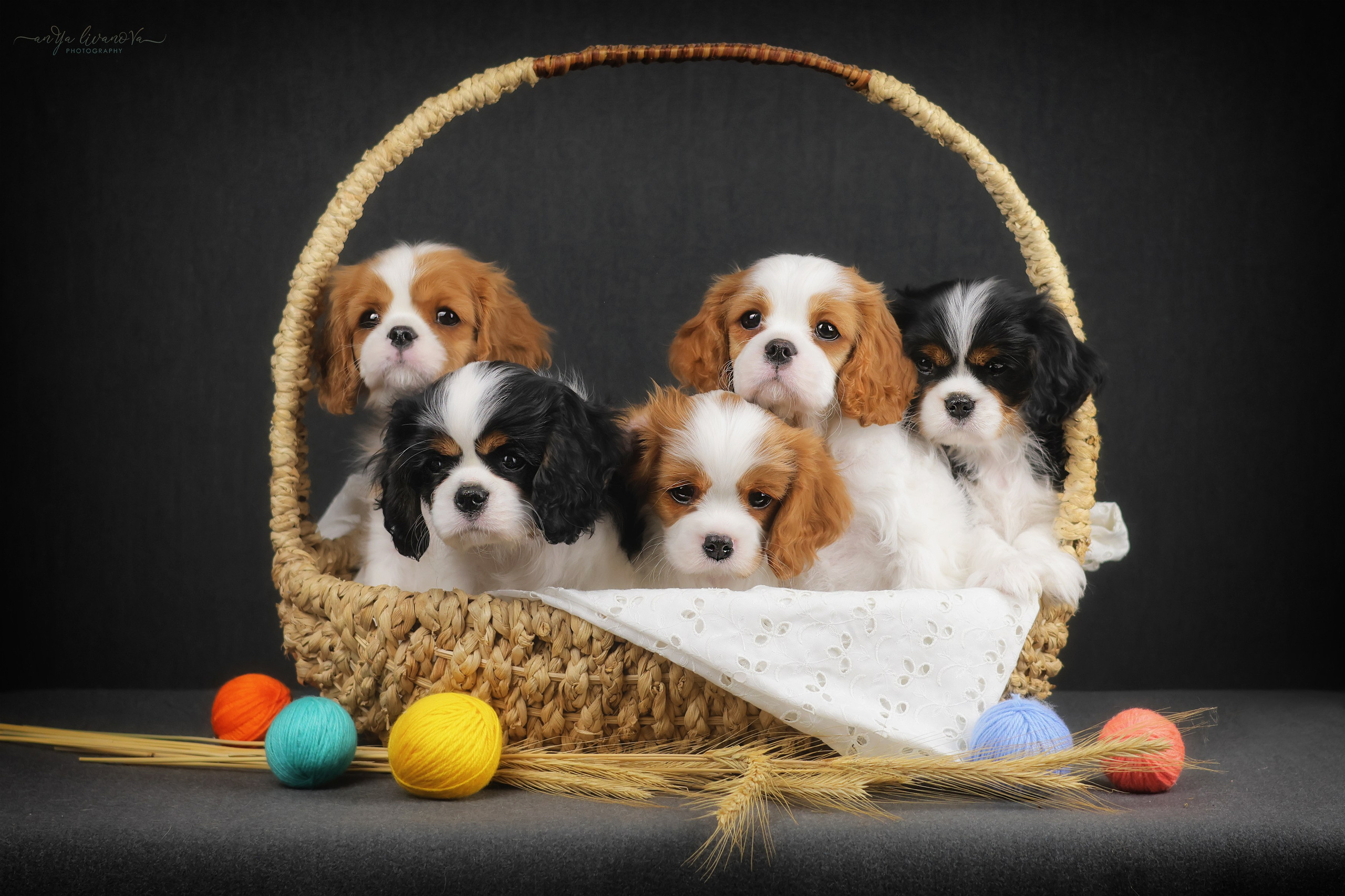 Кавалерчики. Фотограф анималист Аня Ливанова | Рыбинск