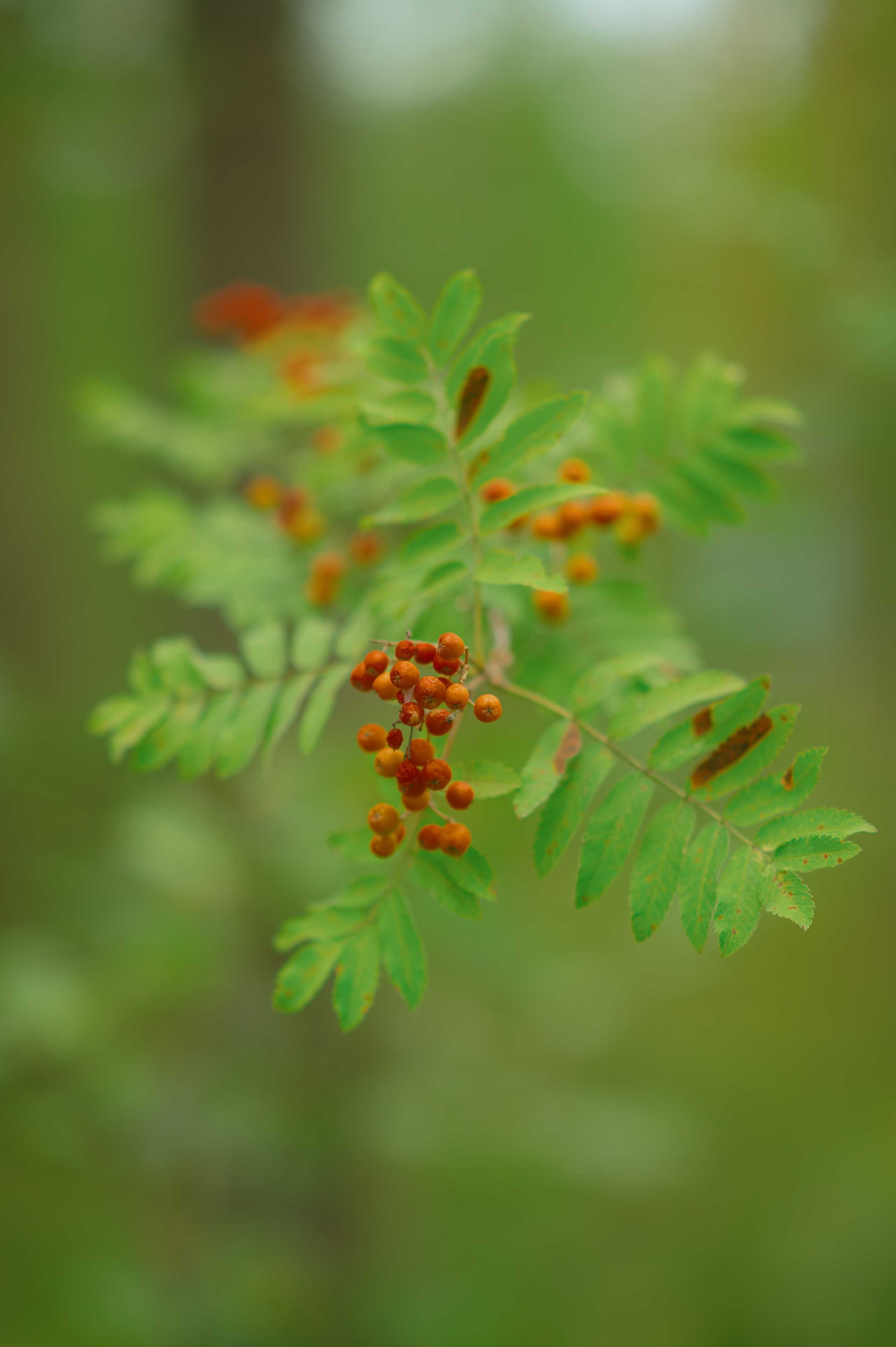 METADREAMS 2025. Контент фотограф Илья Урс