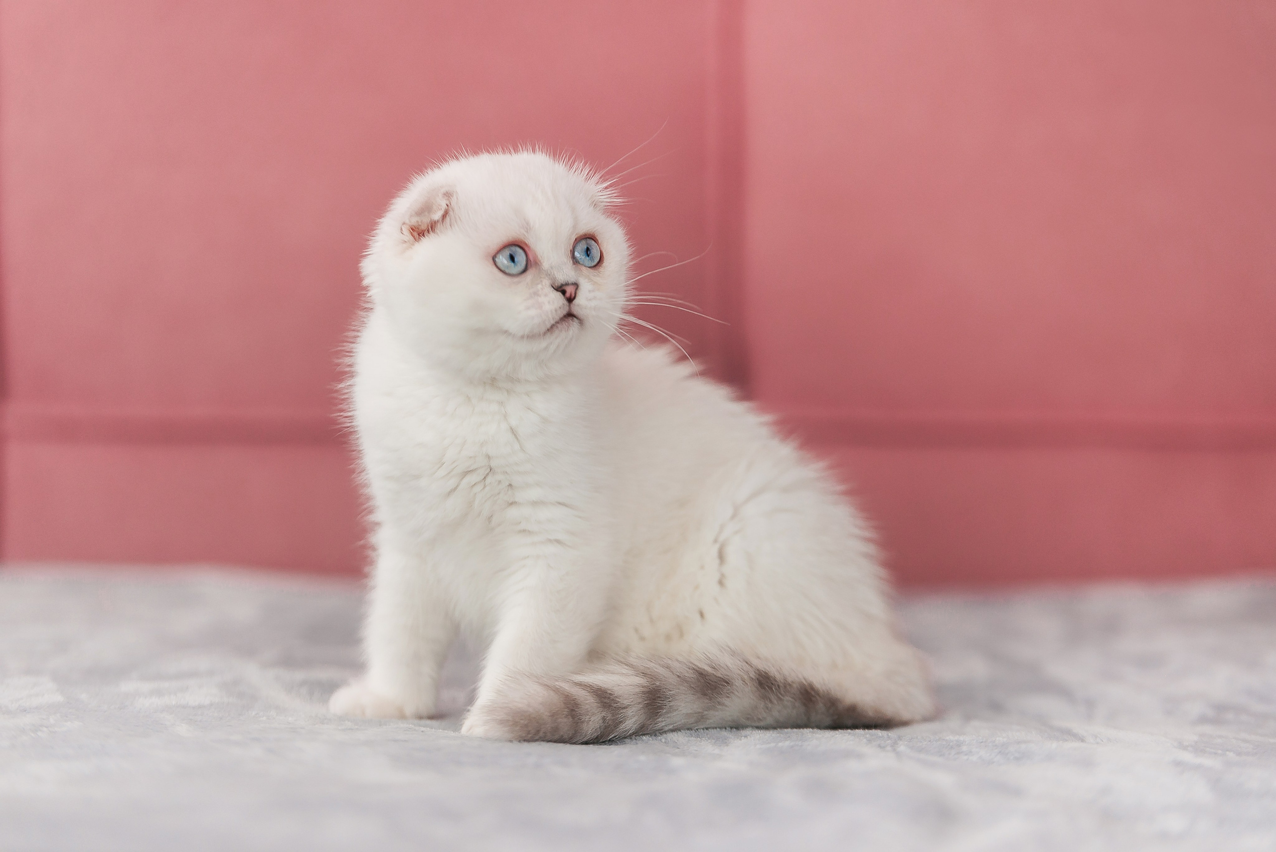 Питомец в кадре. Фотограф-анималист Анастасия Парфенова|Екатеринбург