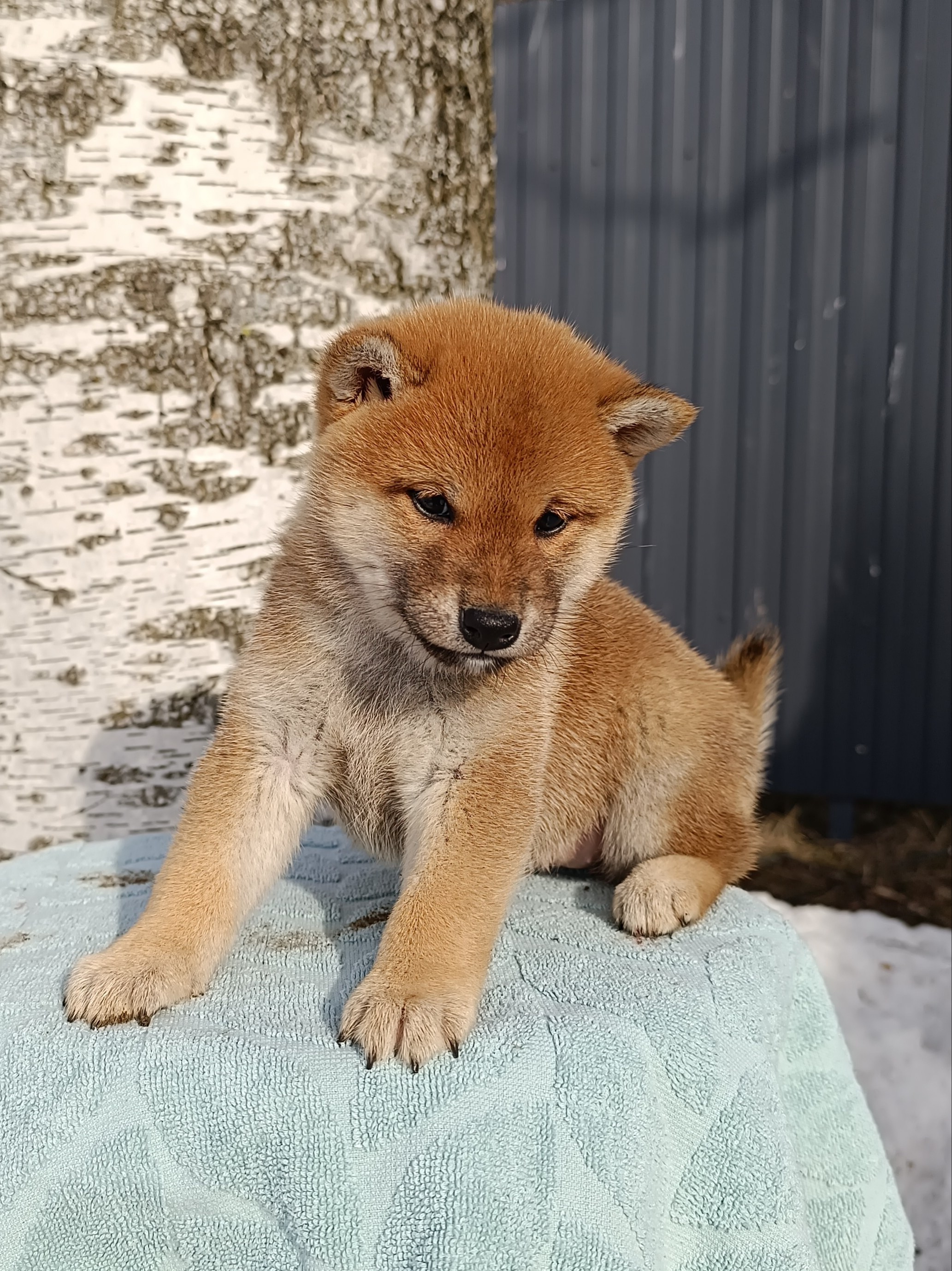 Сиба Rubylight Emma питомник Рубилайт 