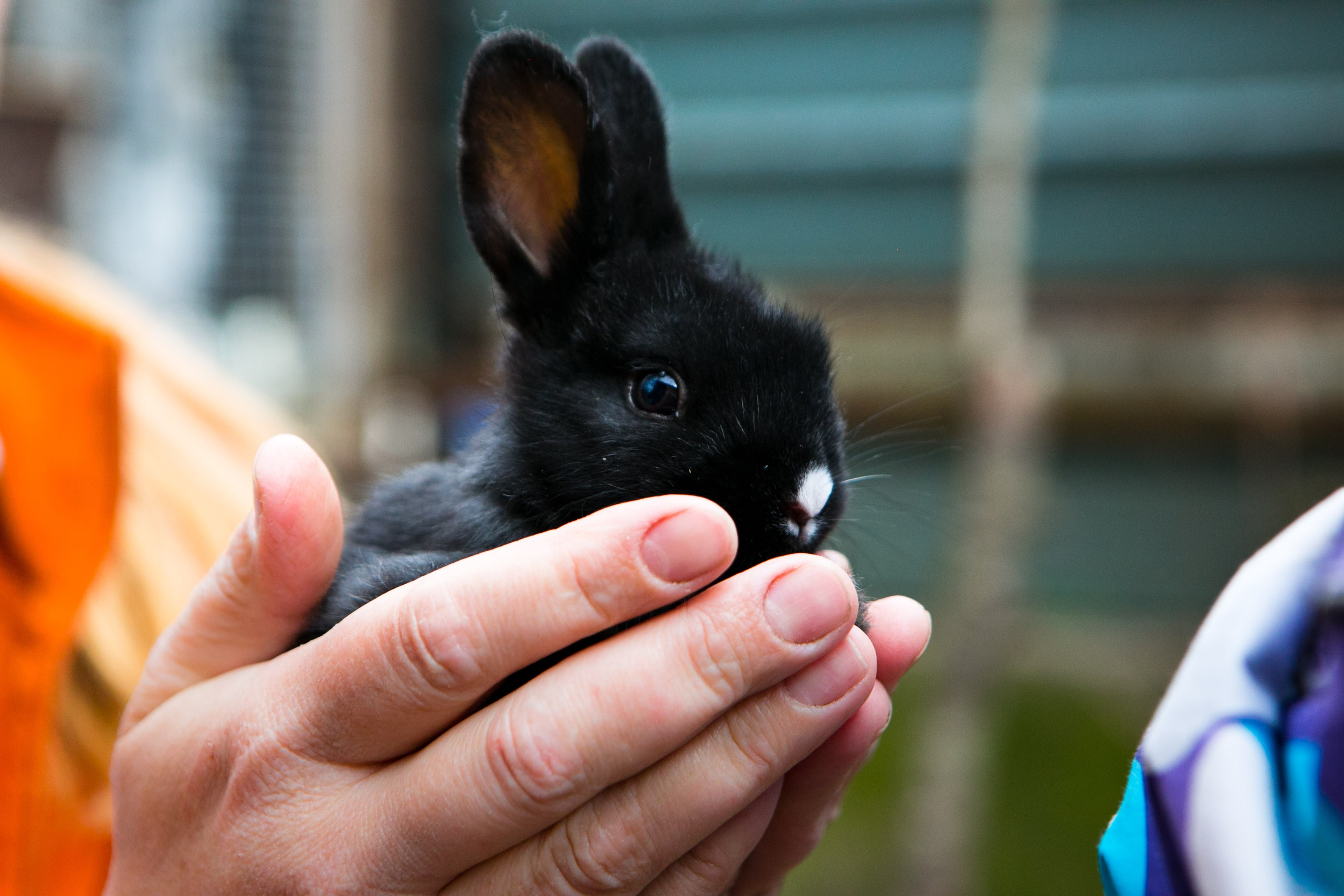 Деревенская еда «Домашние лакомста». Фотограф Красная Поляна — Сочи — Москва