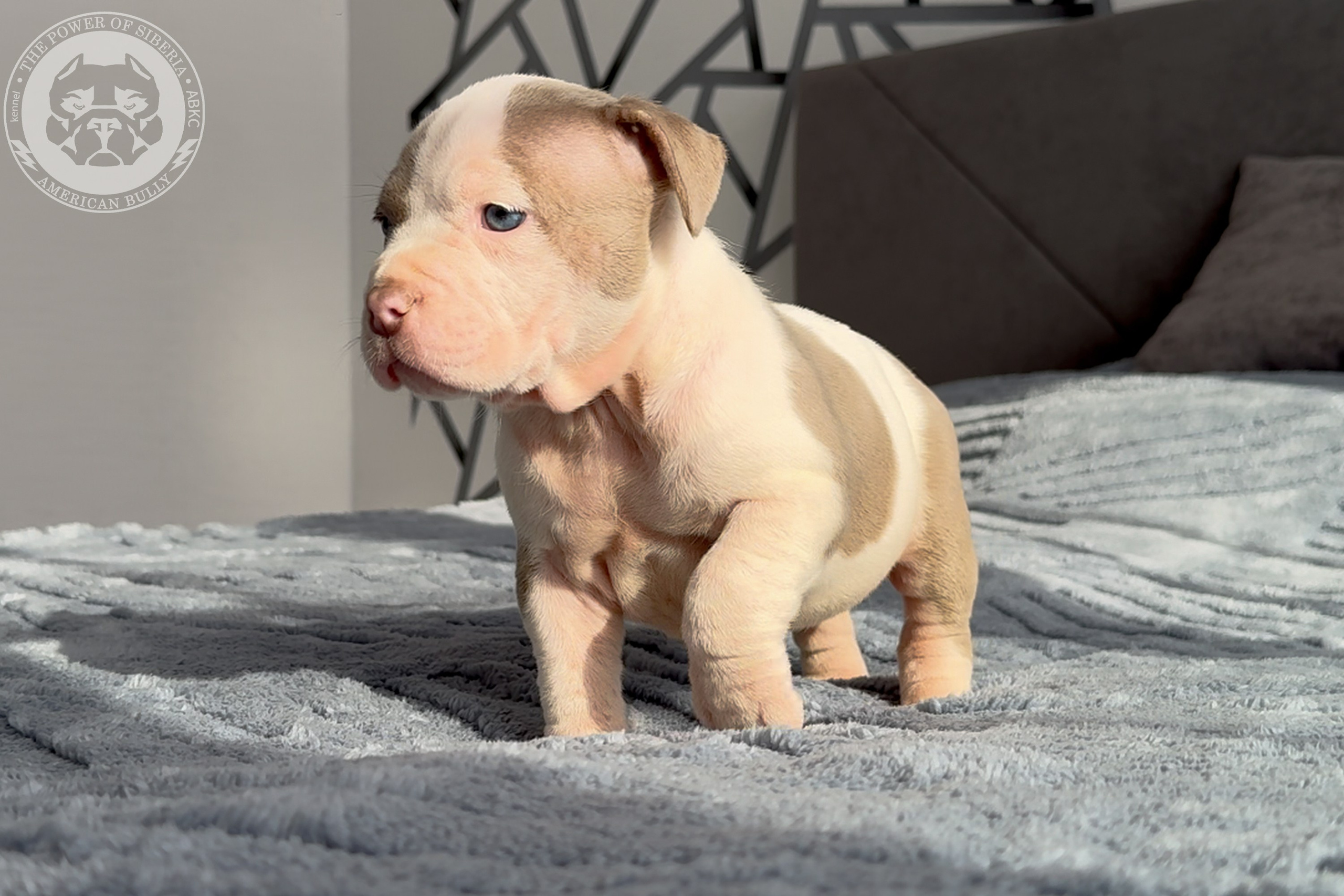Свободные щенки Американский Булли стандарт и Свободные щенки Американский Булли классик. Американский Булли в г. Ростов-на-Дону. Питомник THE POWER OF SIBERIA