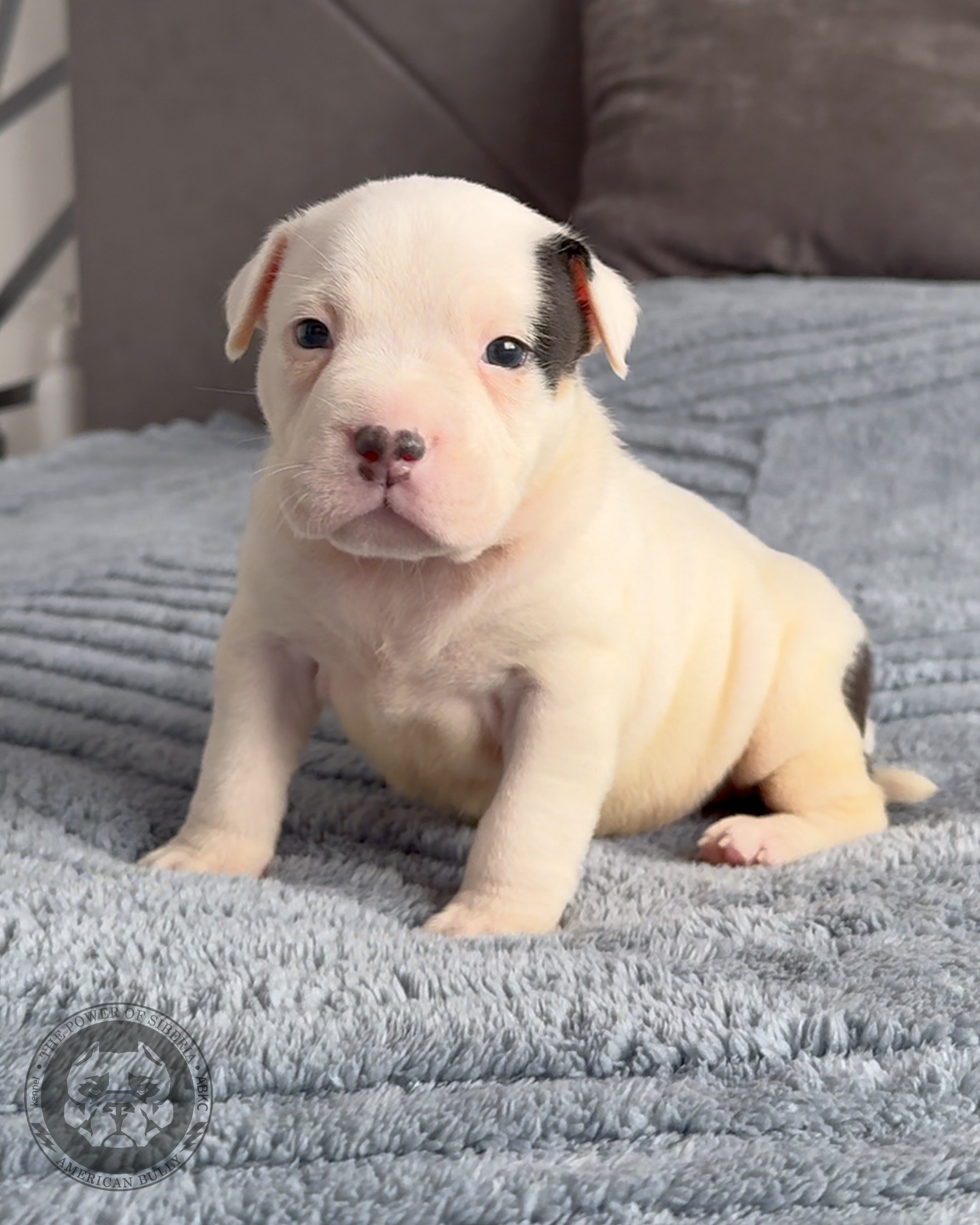 Свободные щенки Американский Булли, в типах покет, классик, стандарт. Американский Булли в г. Ростов-на-Дону. Питомник THE POWER OF SIBERIA