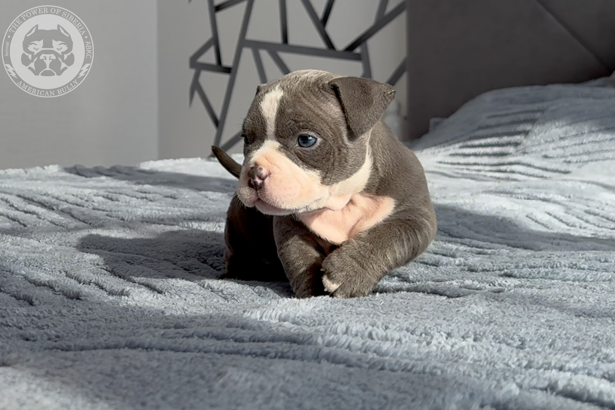 Свободные щенки Американский Булли стандарт и Свободные щенки Американский Булли классик. Американский Булли в г. Ростов-на-Дону. Питомник THE POWER OF SIBERIA