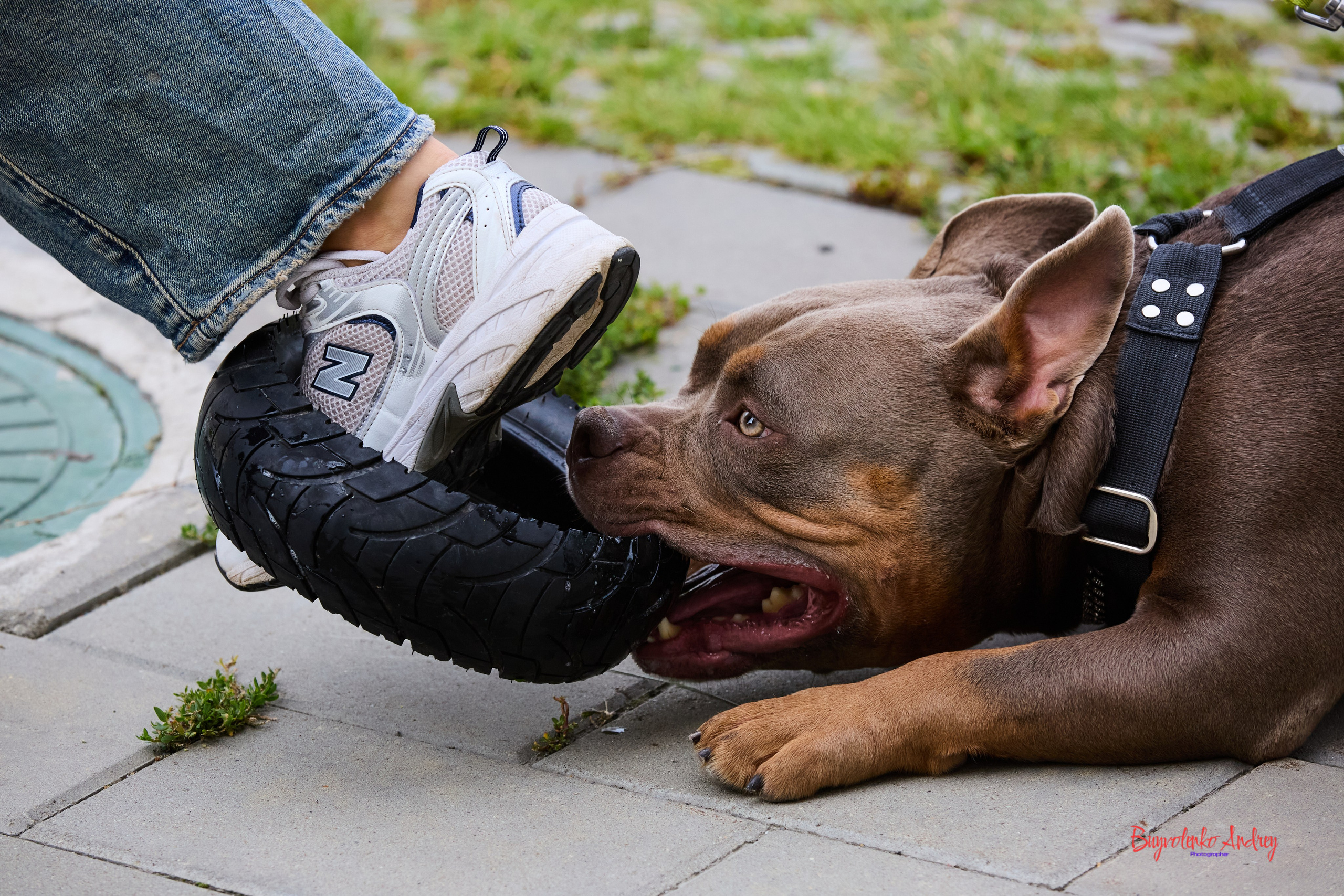 Проект фотопрогулка с хвостиком. Buyvolenko Andrey