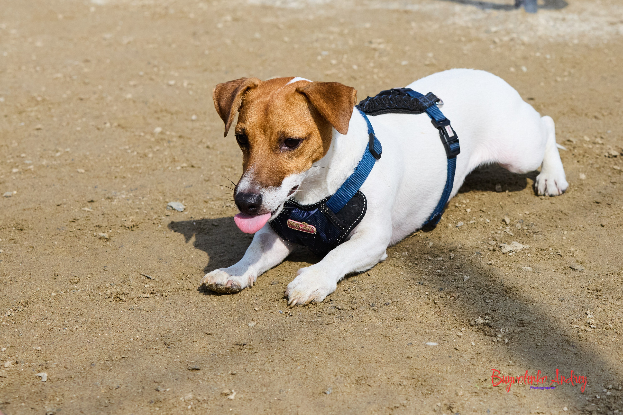 Проект фотопрогулка с хвостиком. Buyvolenko Andrey