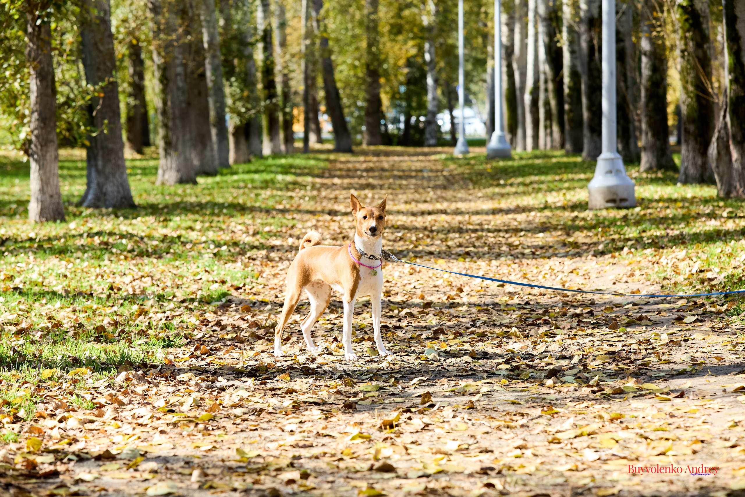 Басенджи и Аусси 21.09.2025. Buyvolenko Andrey