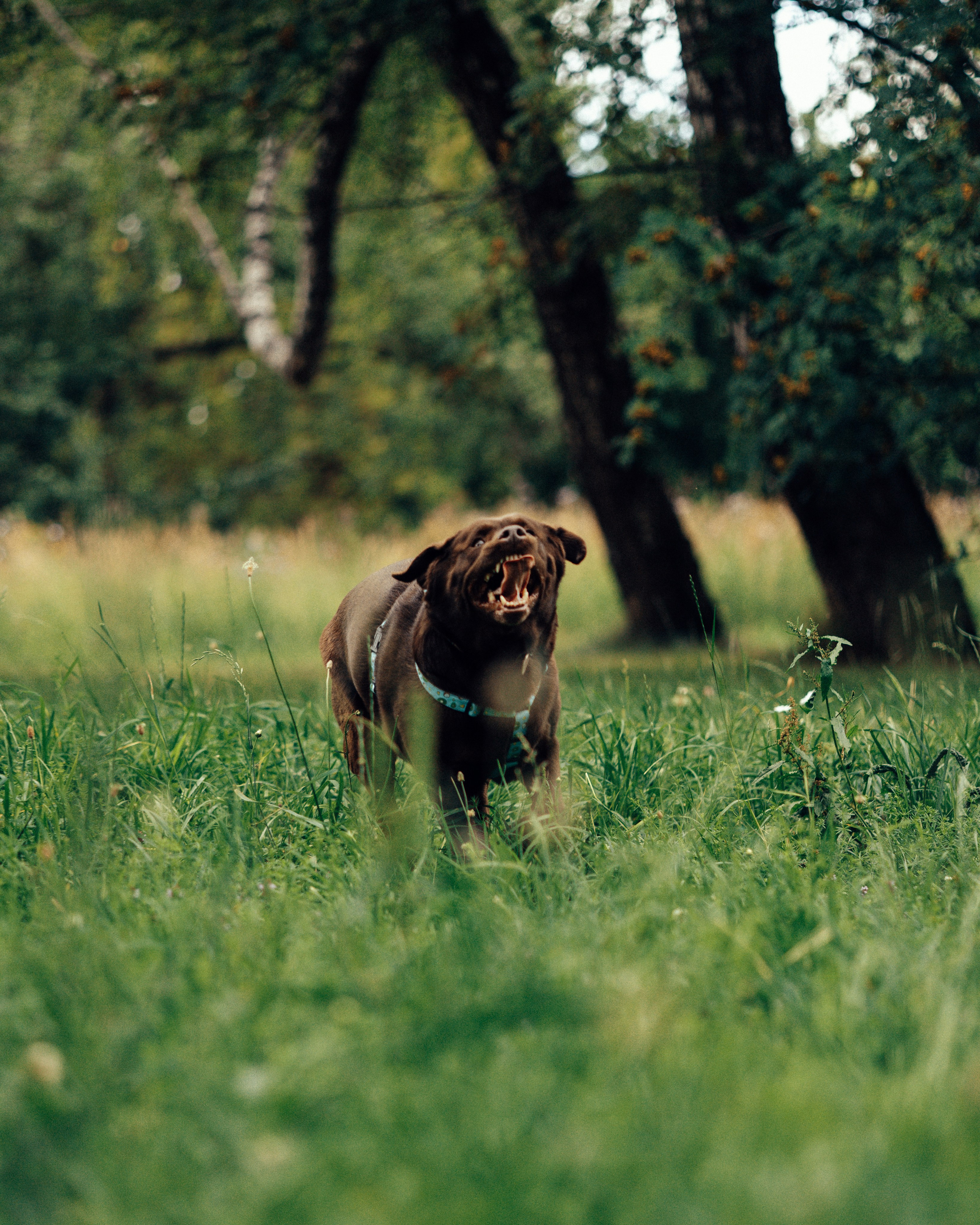 Вальда и Настя. Анна Самохина. Фотограф. Москва