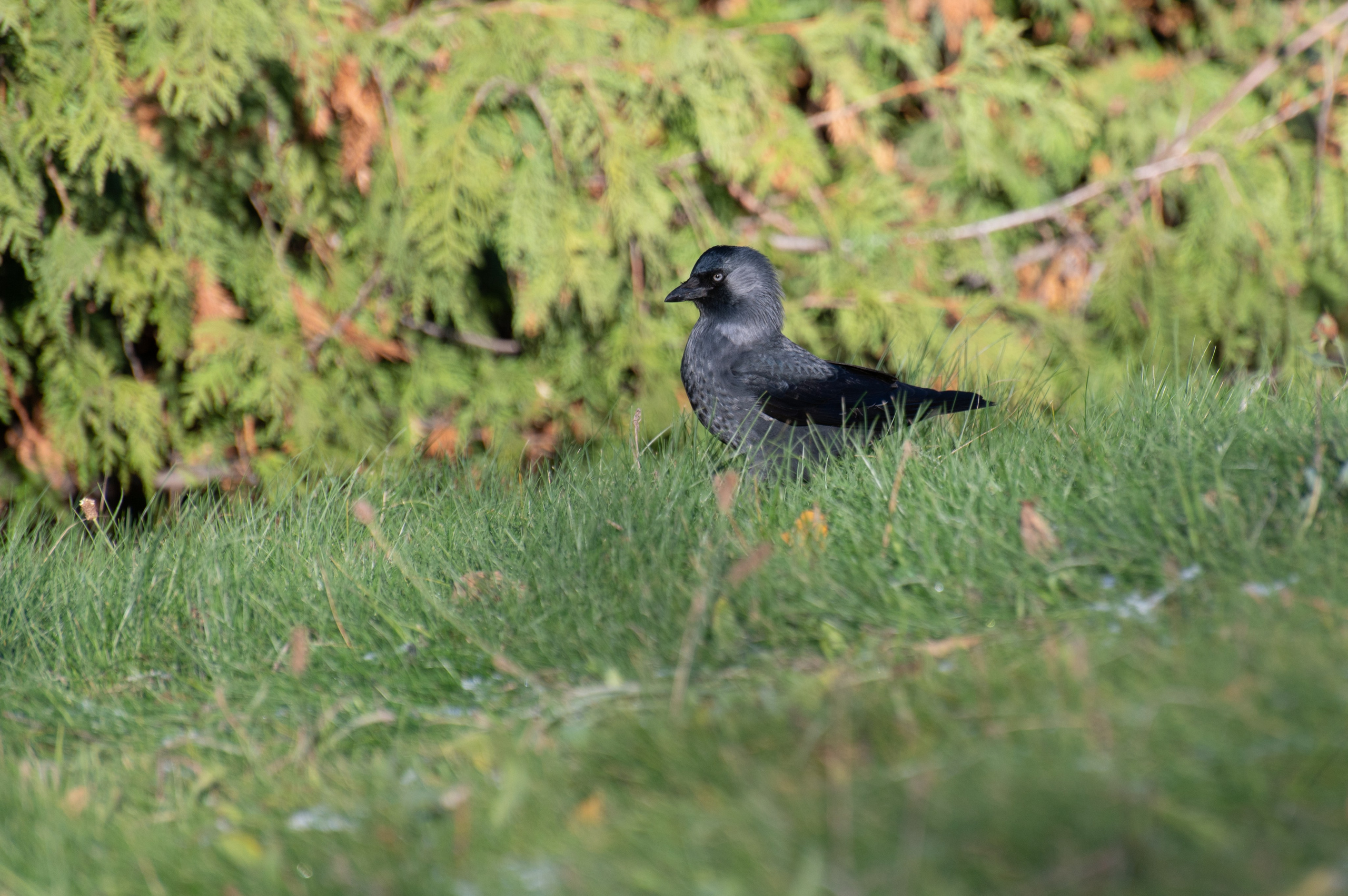 20241102 МГУ. Дмитрий Ремизов. Фотография, как хобби