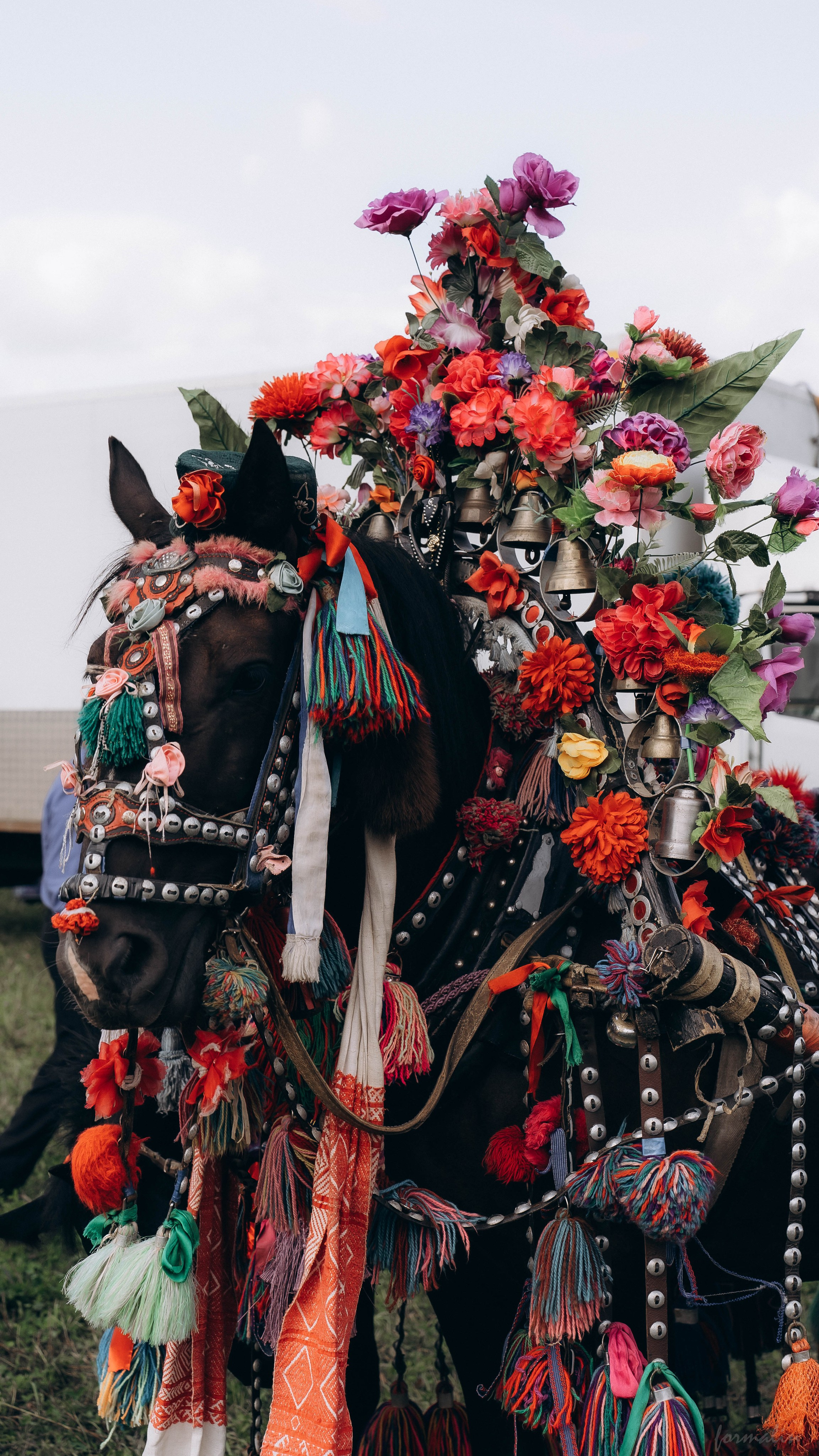 День Коня. Алиса Никитцова | Фотограф в Казани