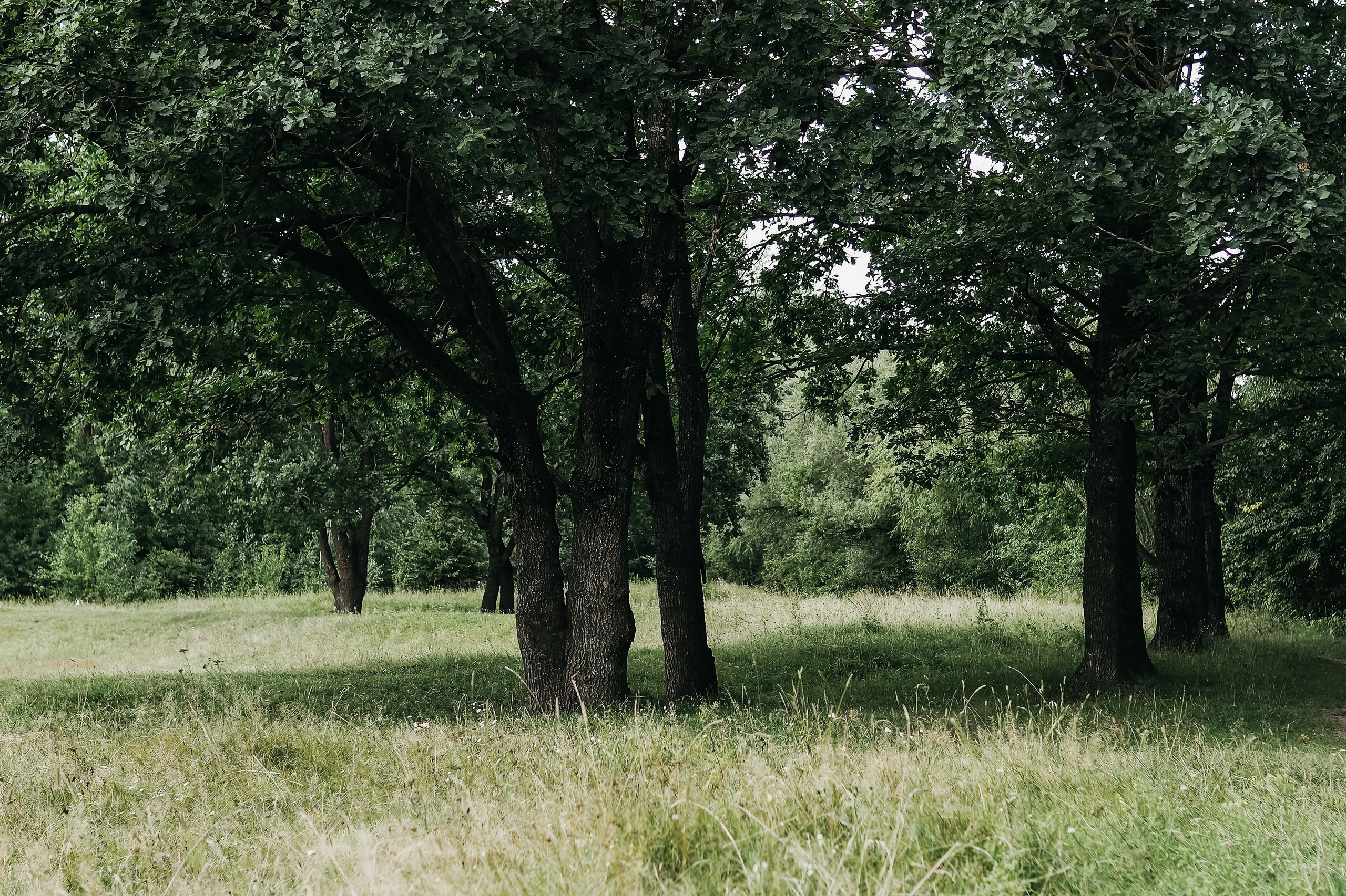 Роща на Мининской улице. Фотограф Павлова Светлана / Брянск /
