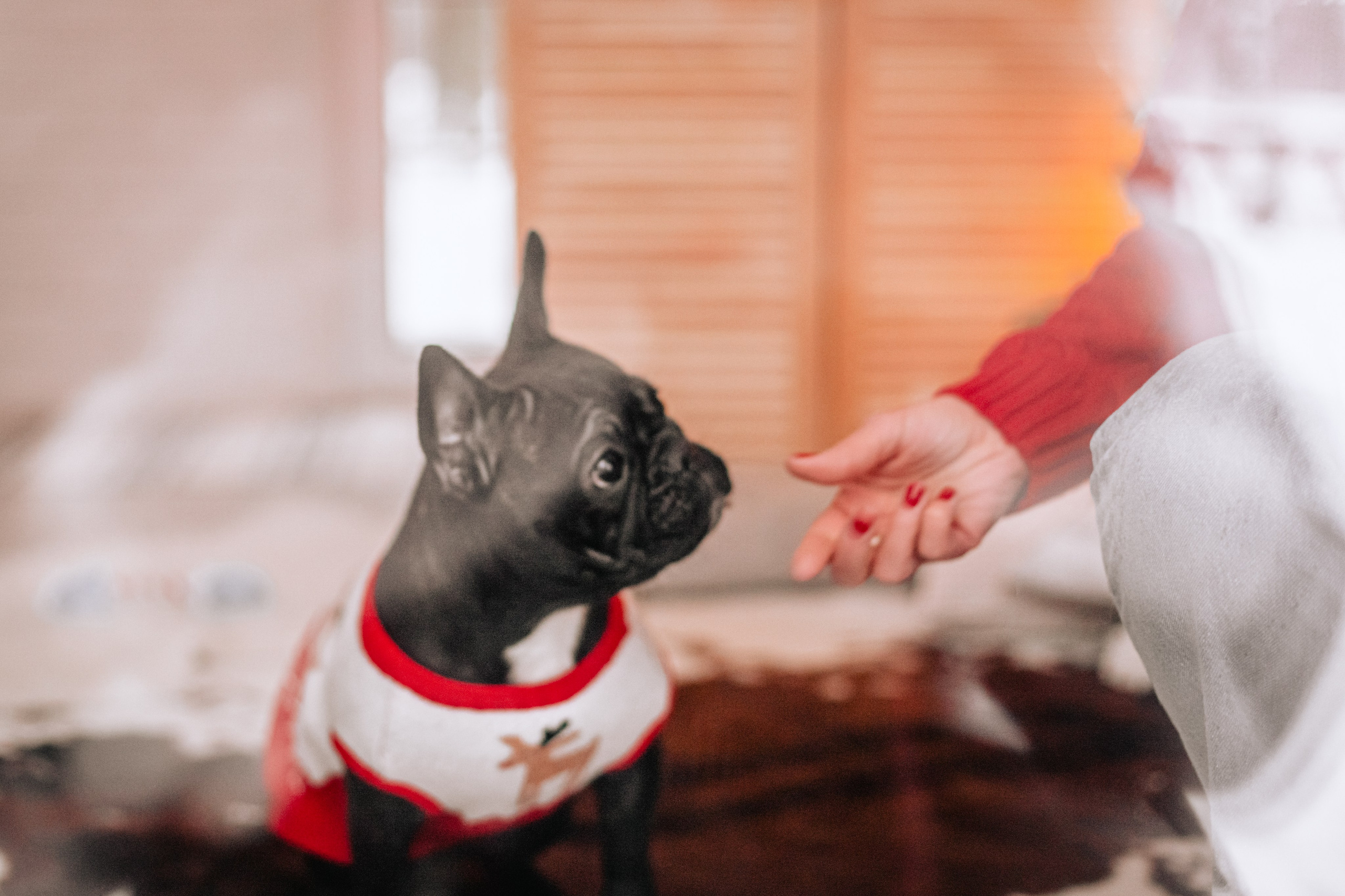 Кантри Хаус. Фотограф-анималист Татьяна Степанова