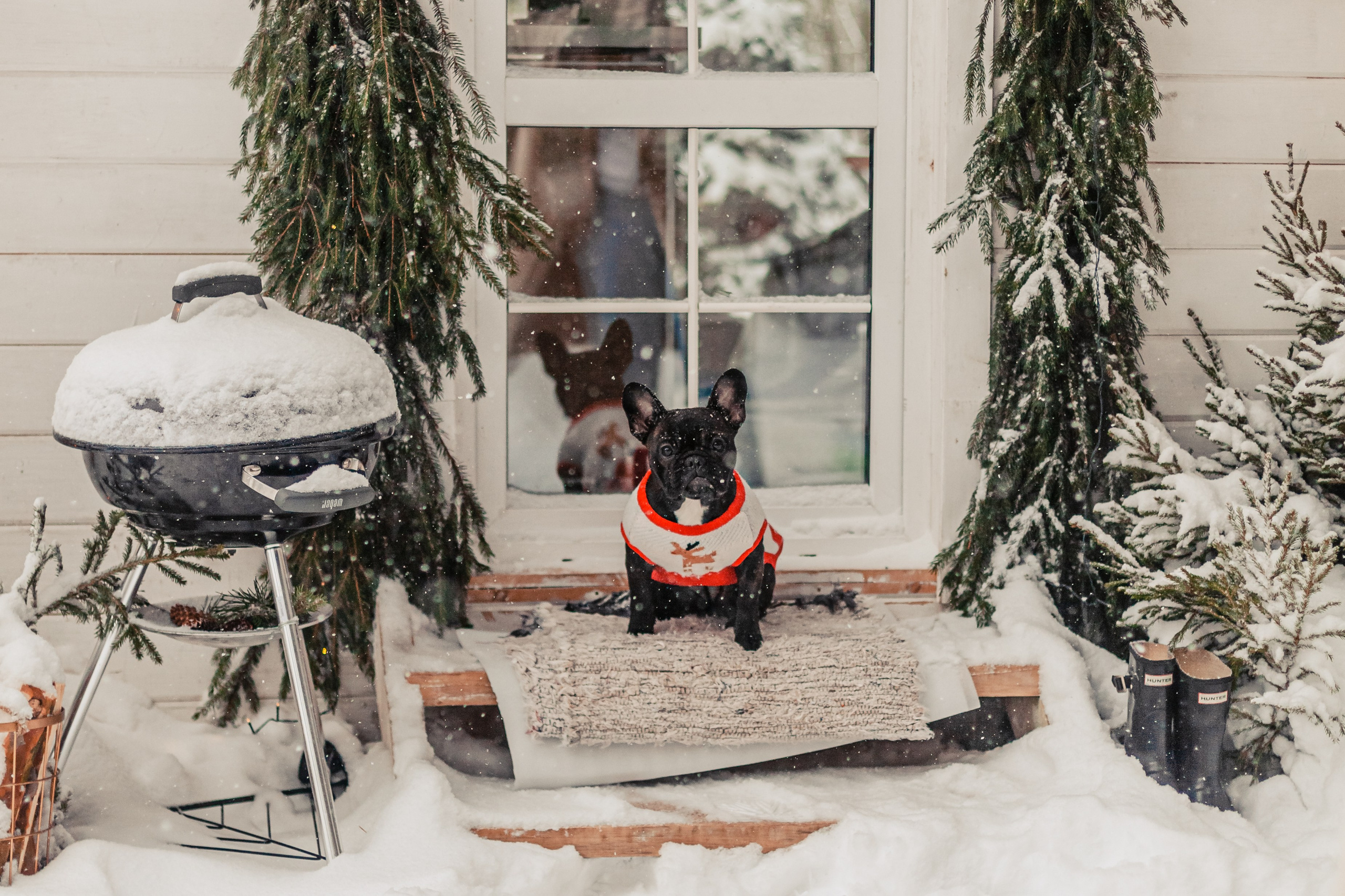 Кантри Хаус. Фотограф-анималист Татьяна Степанова