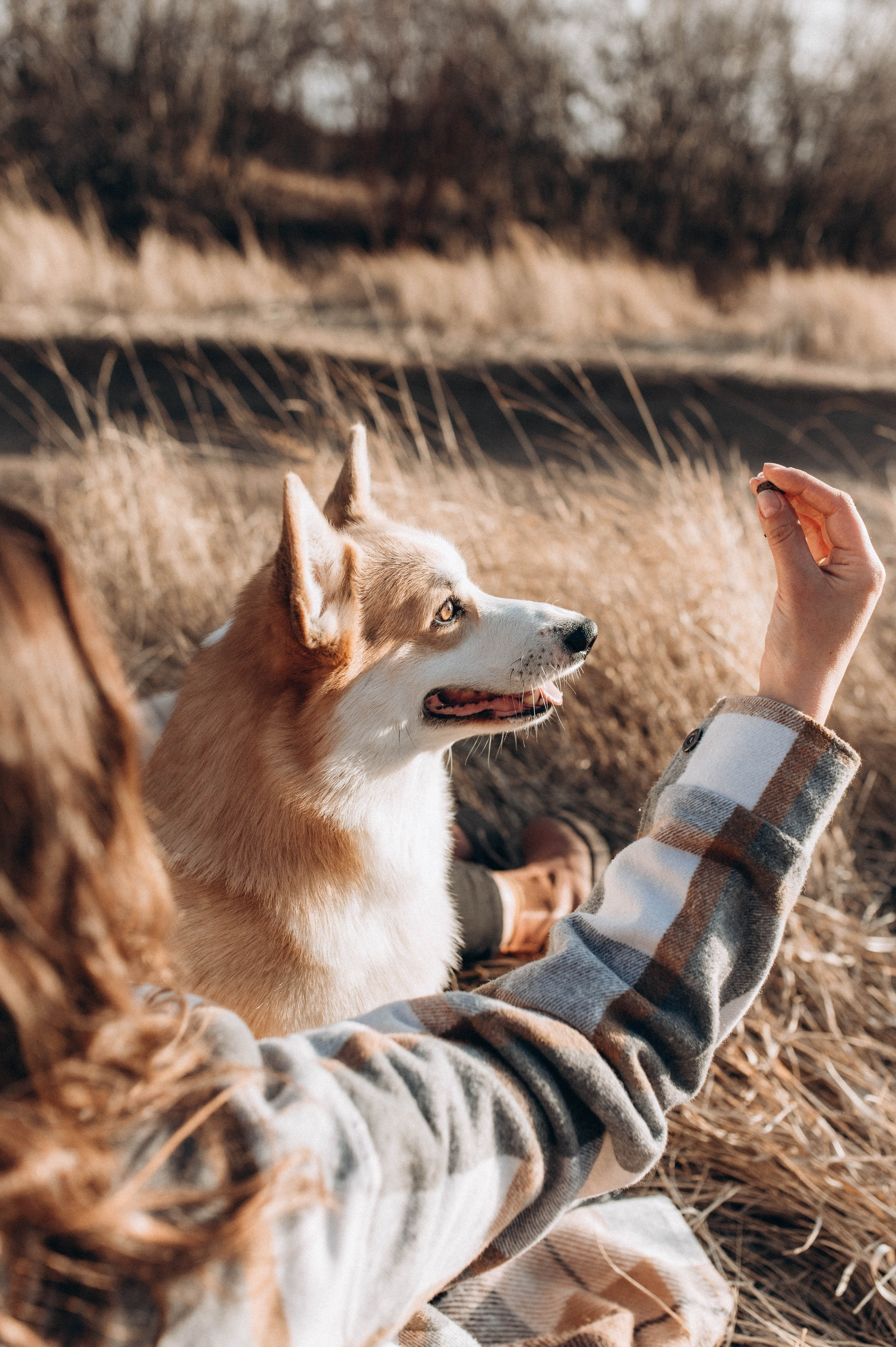Лёша, Аня и Акс. Свадебный и семейный фотограф в Чите Юлия Оранская